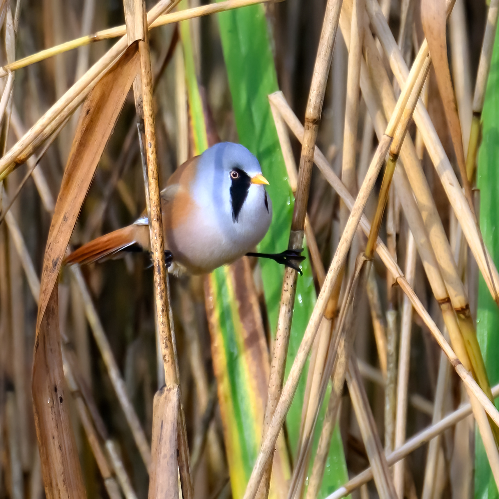 Bearded Tit