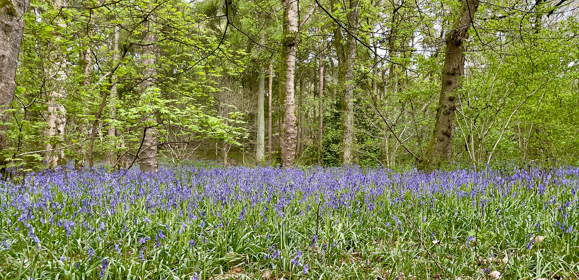 Blue Bells