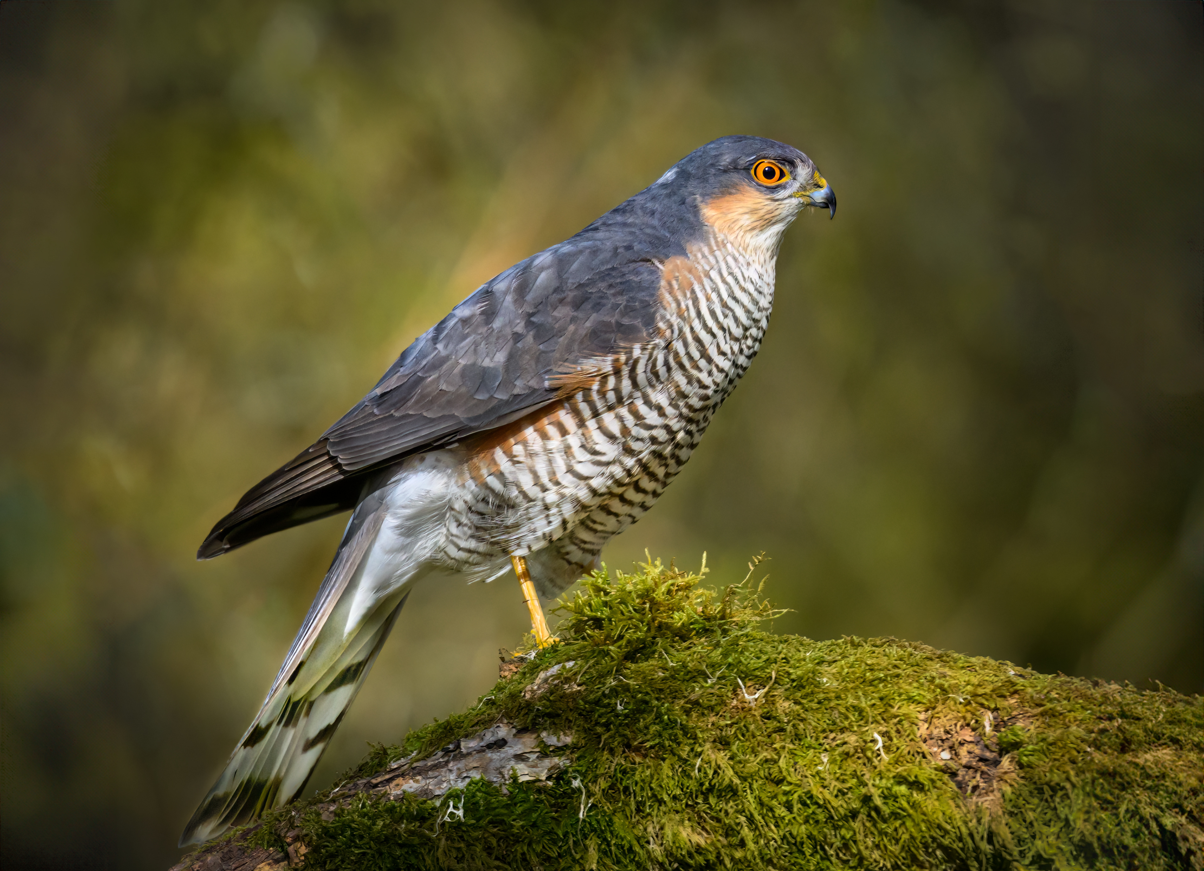 Sparrow Hawk