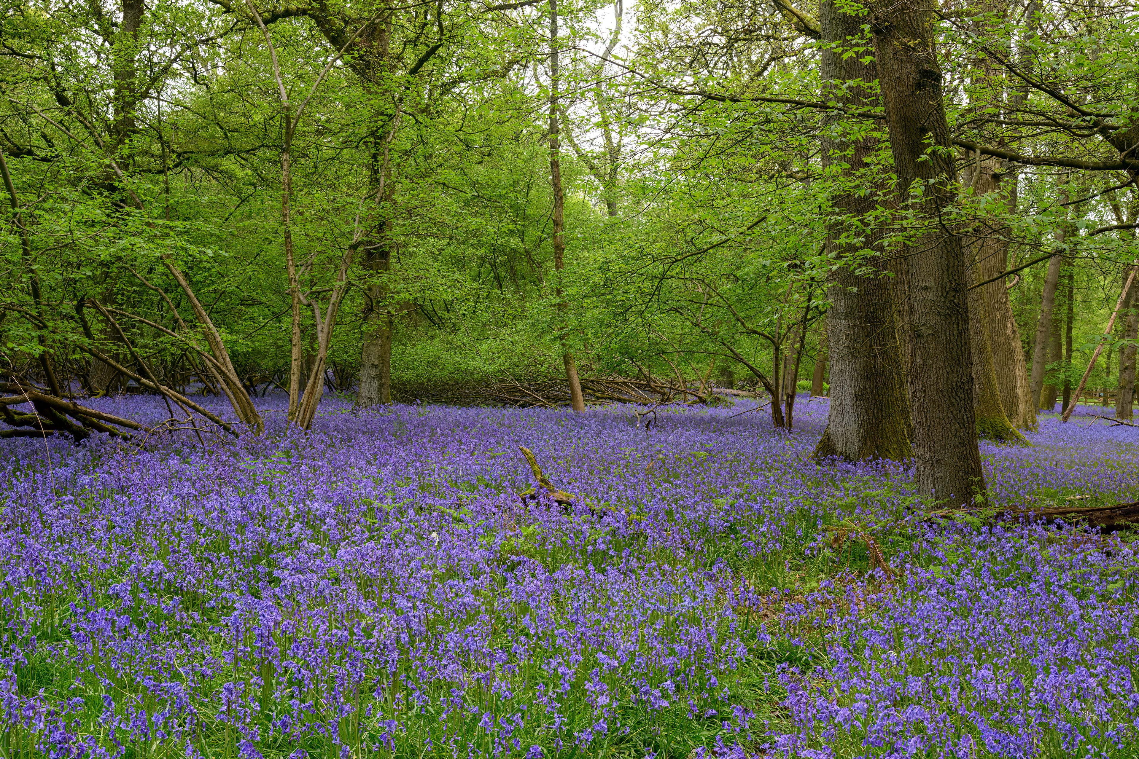 Blue Bells