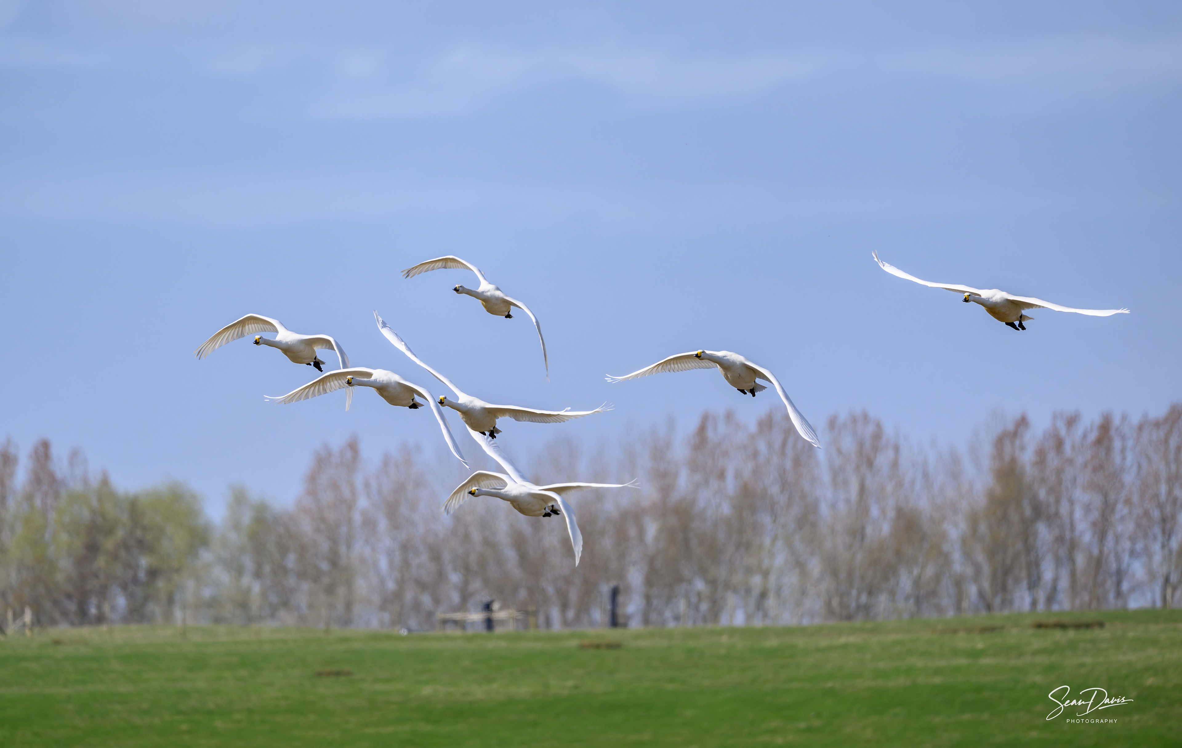 Whooper Swan
