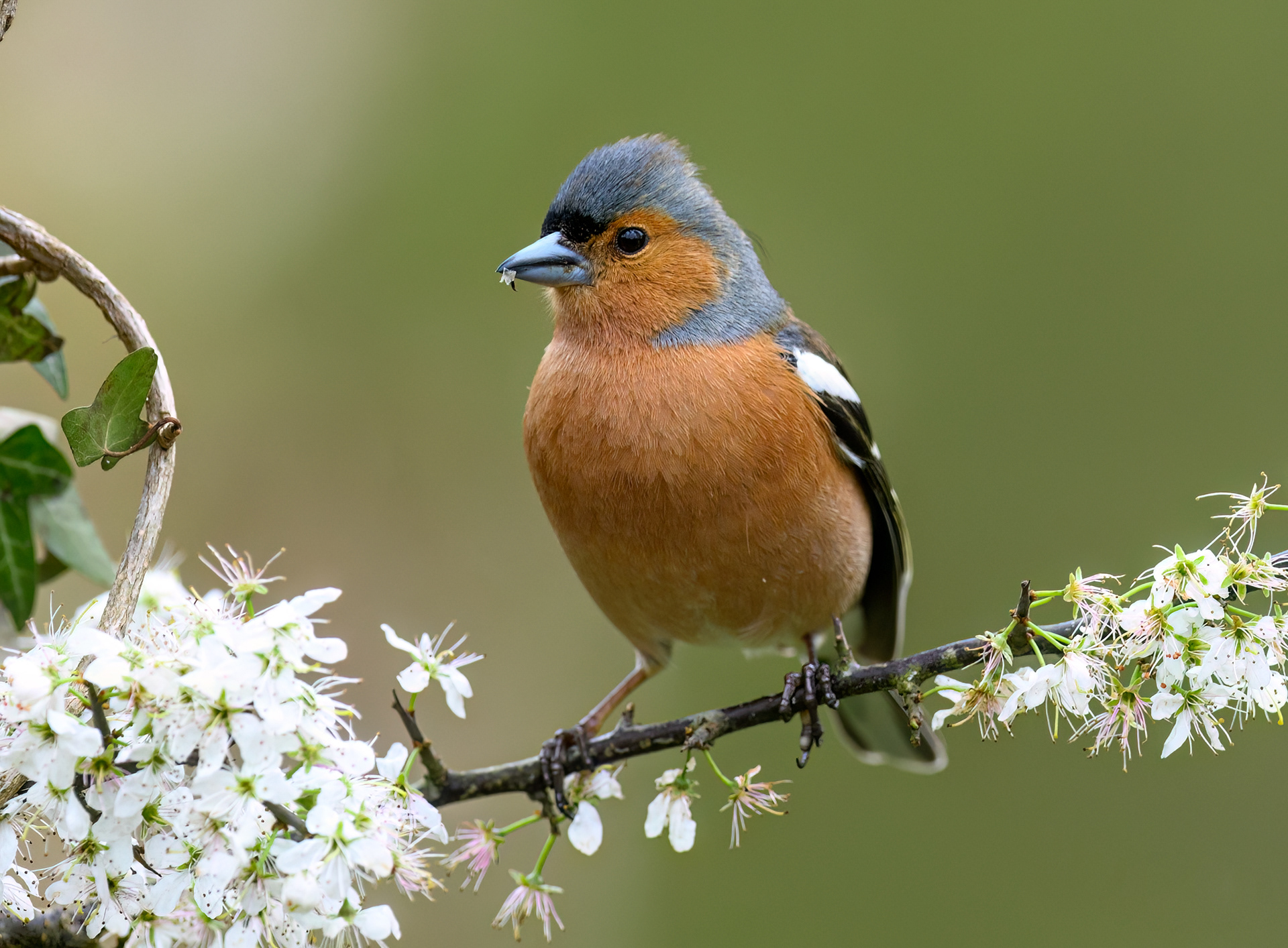 Chaffinch