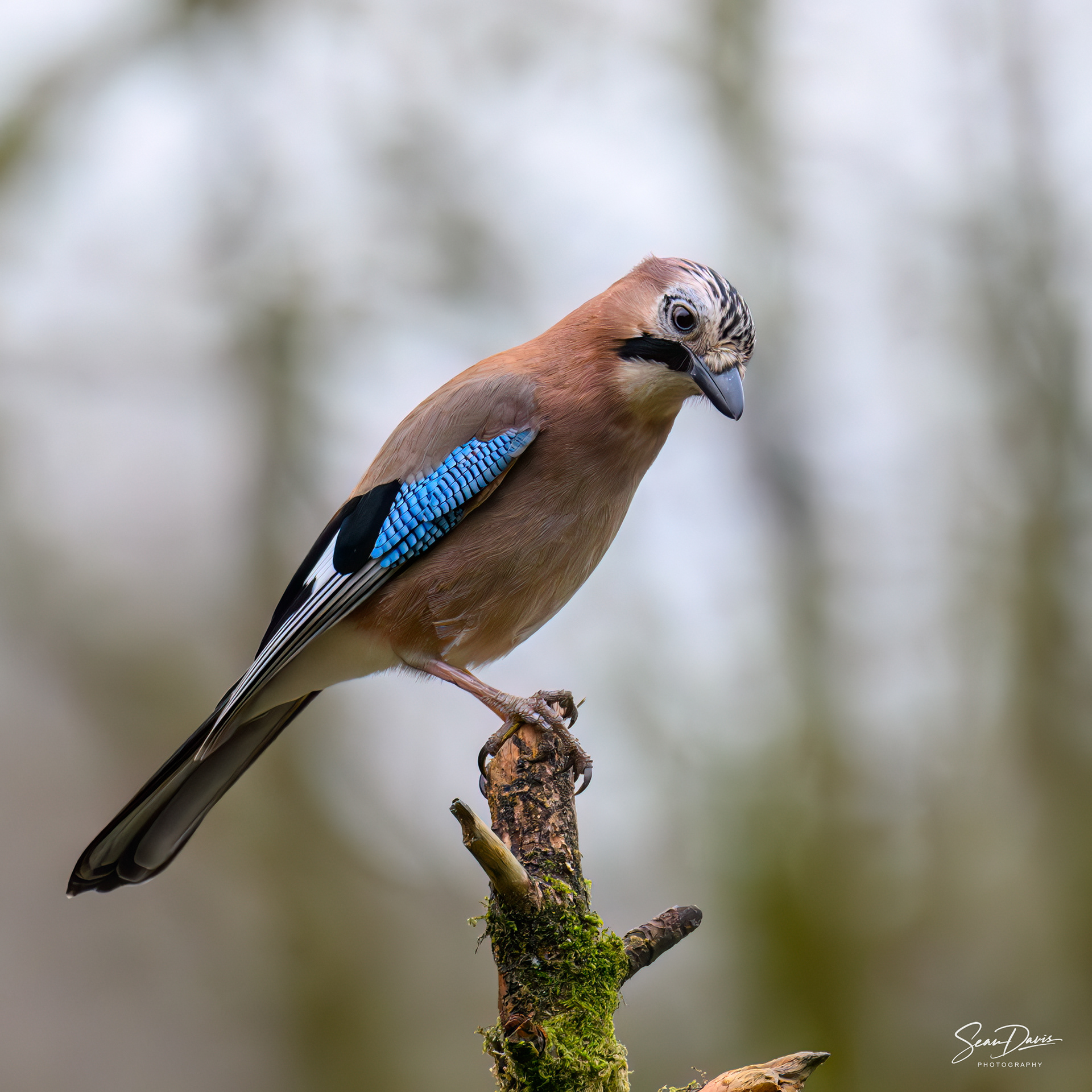 Jay