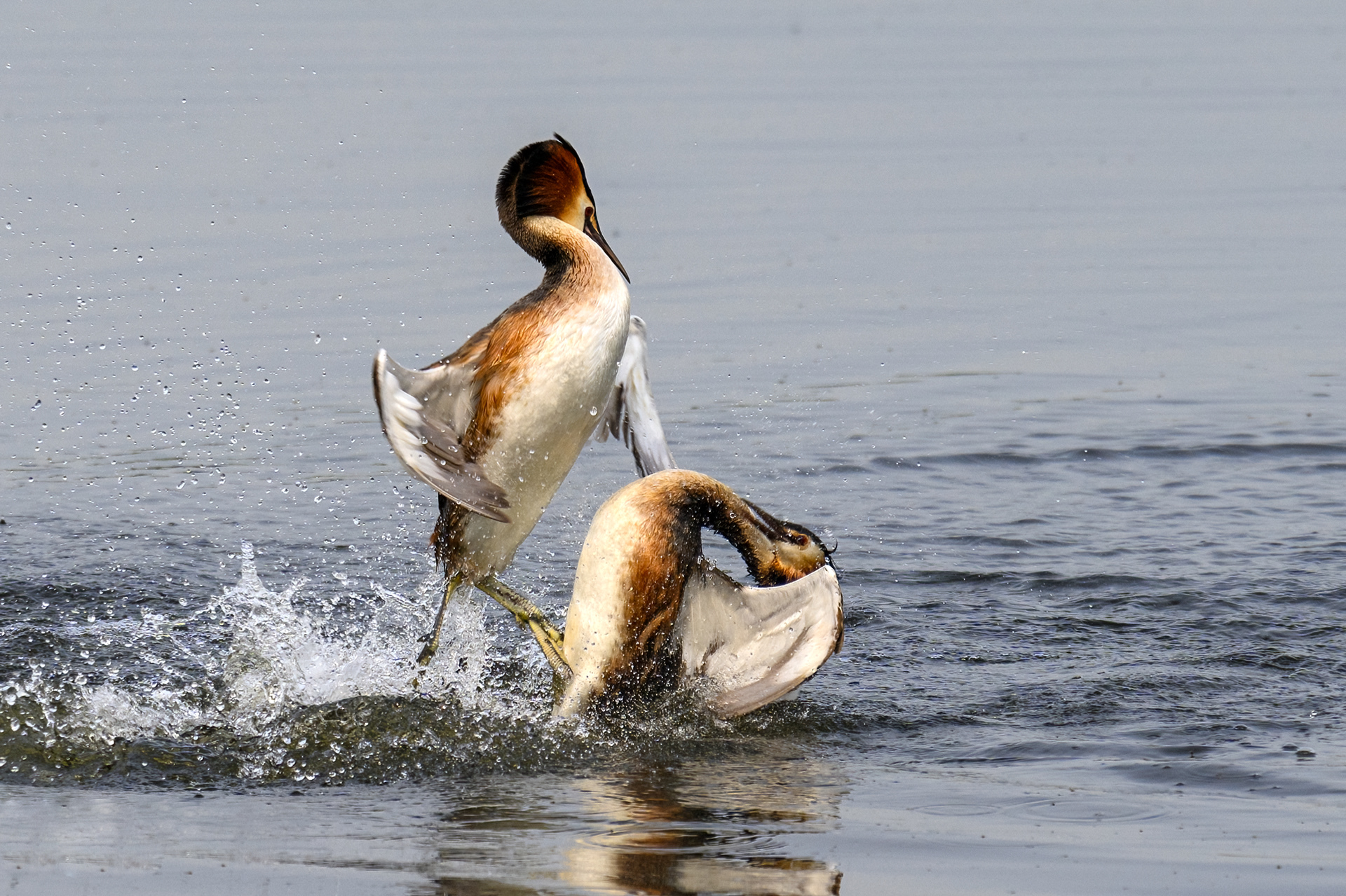 Fight between 2 males
