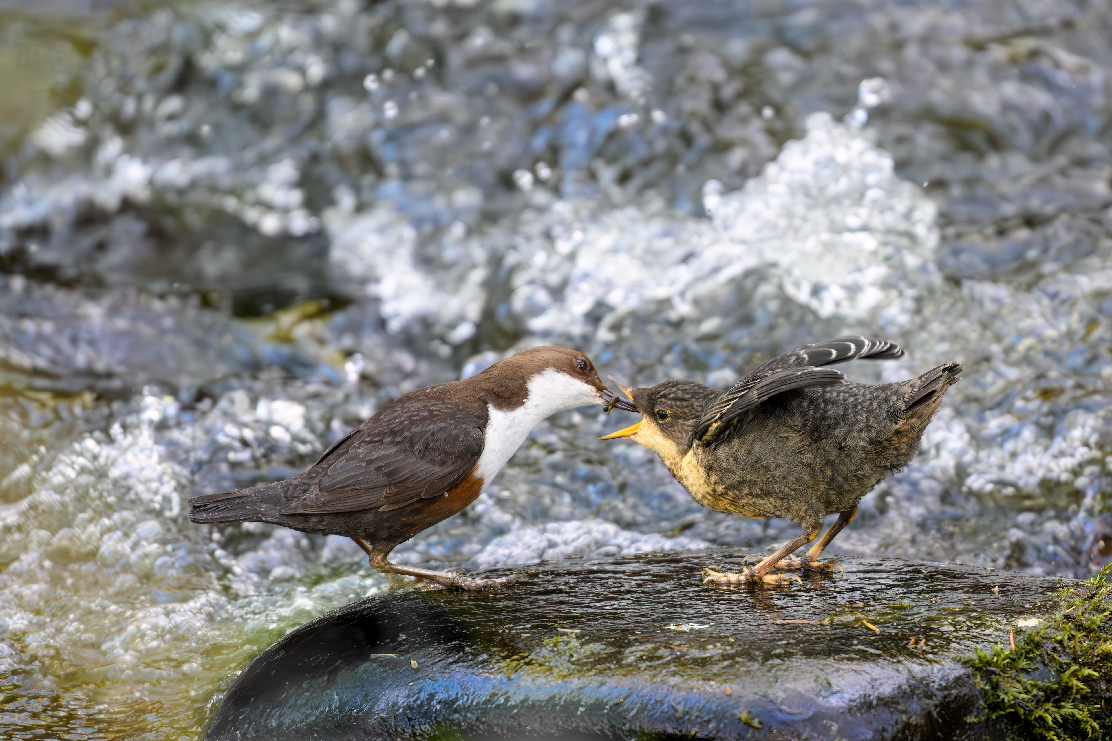 Adult & Juvenille Dipper