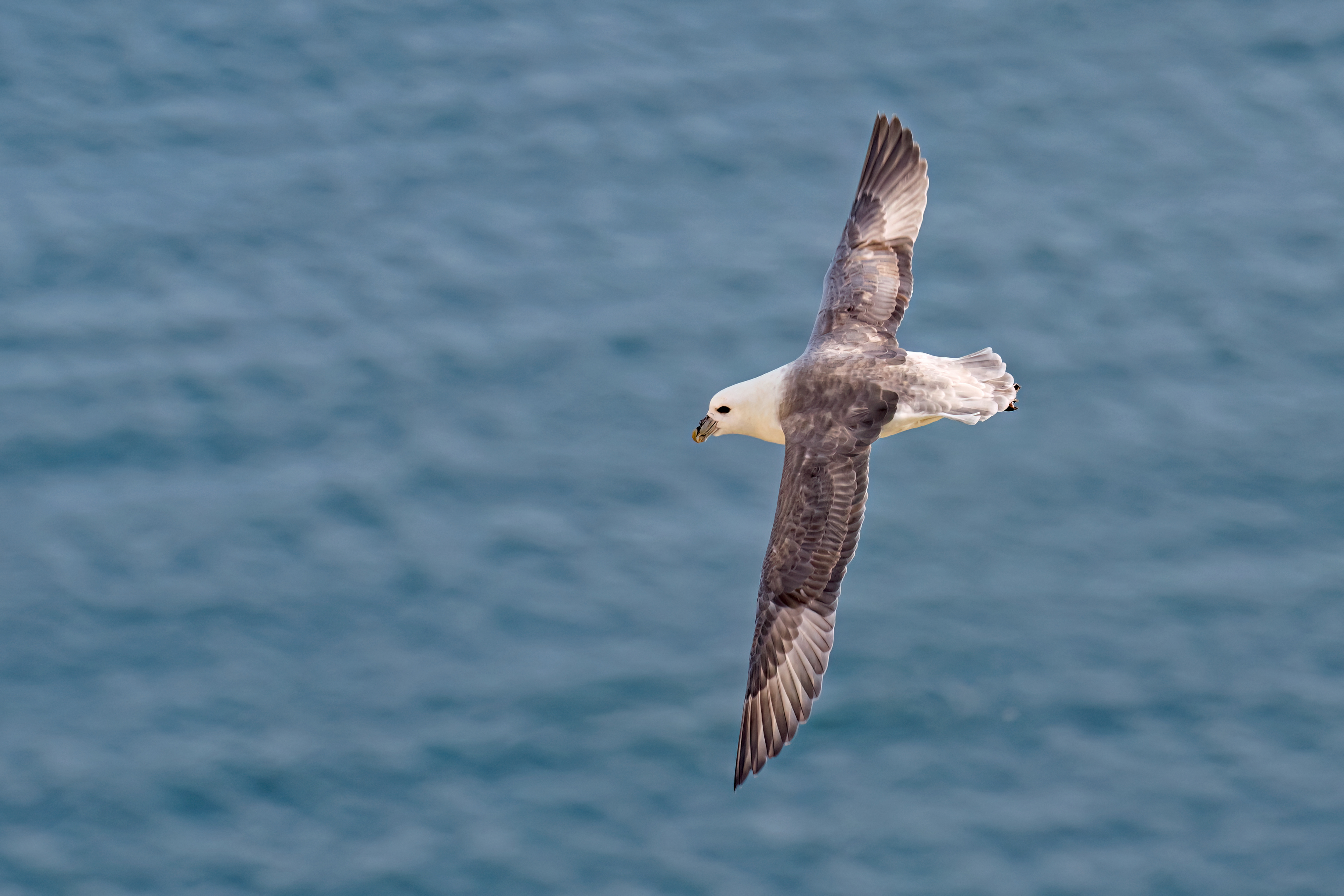 Northern Fulmar