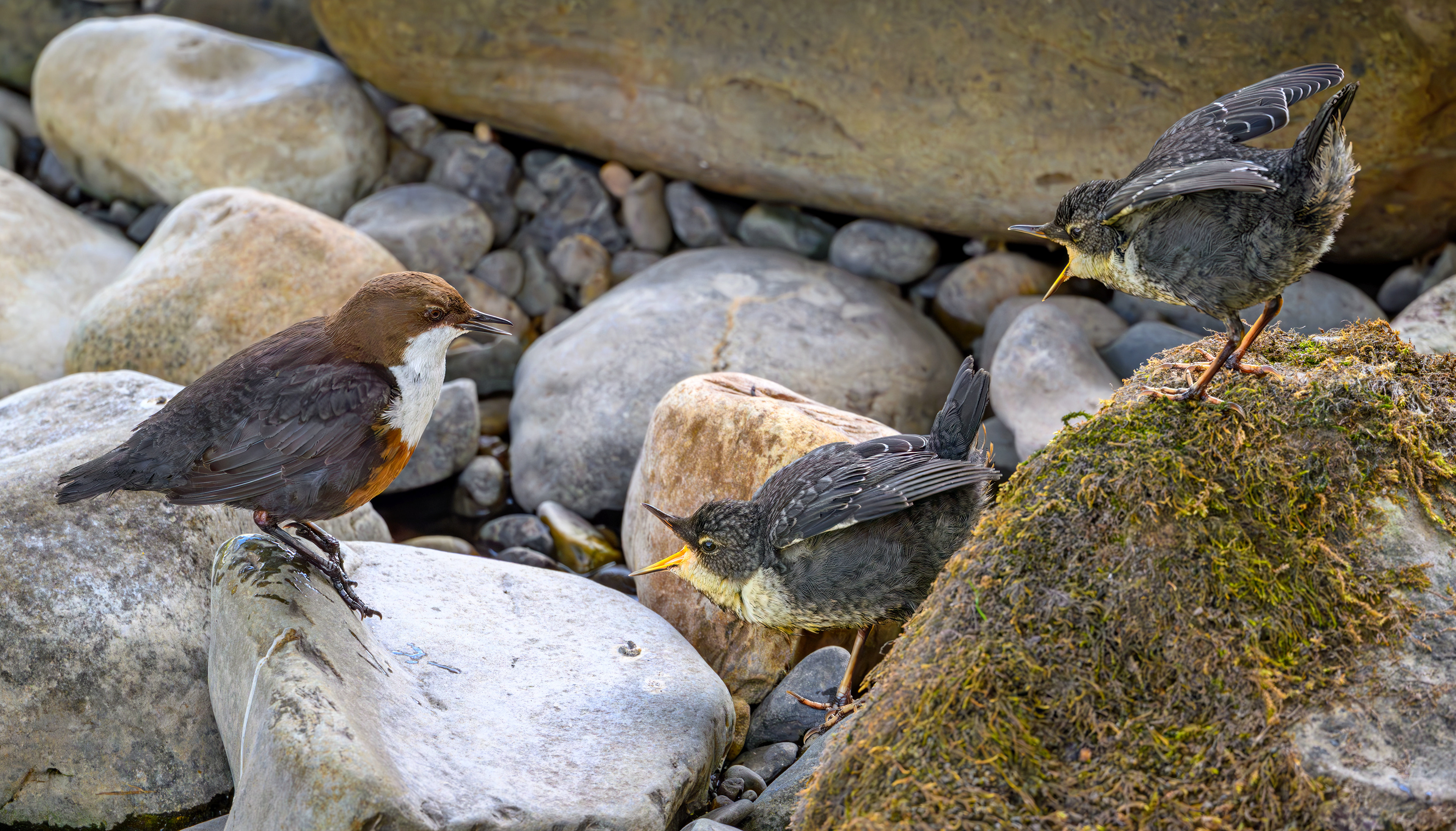 Juvenille White Throated Dippers
