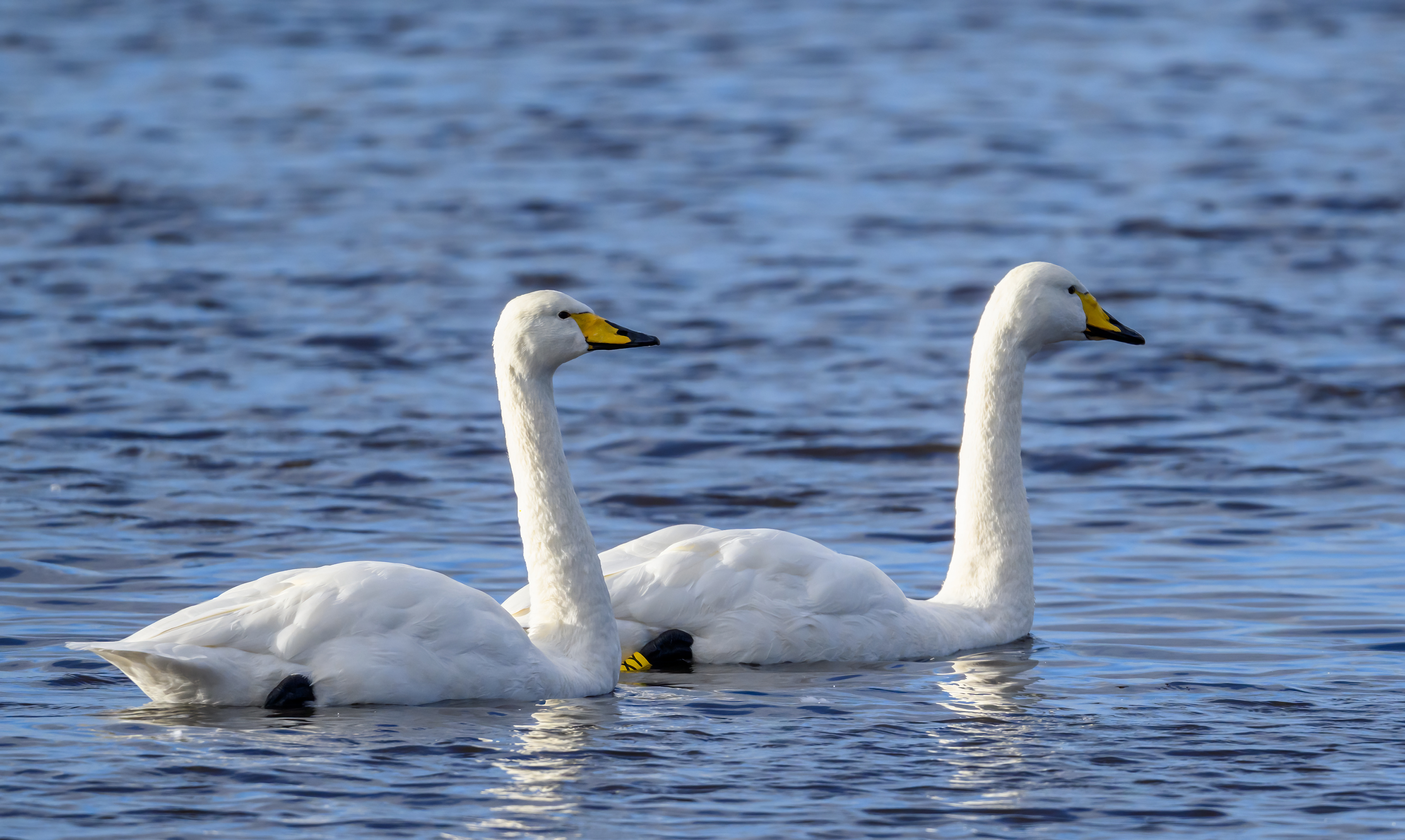 Whooper Swan