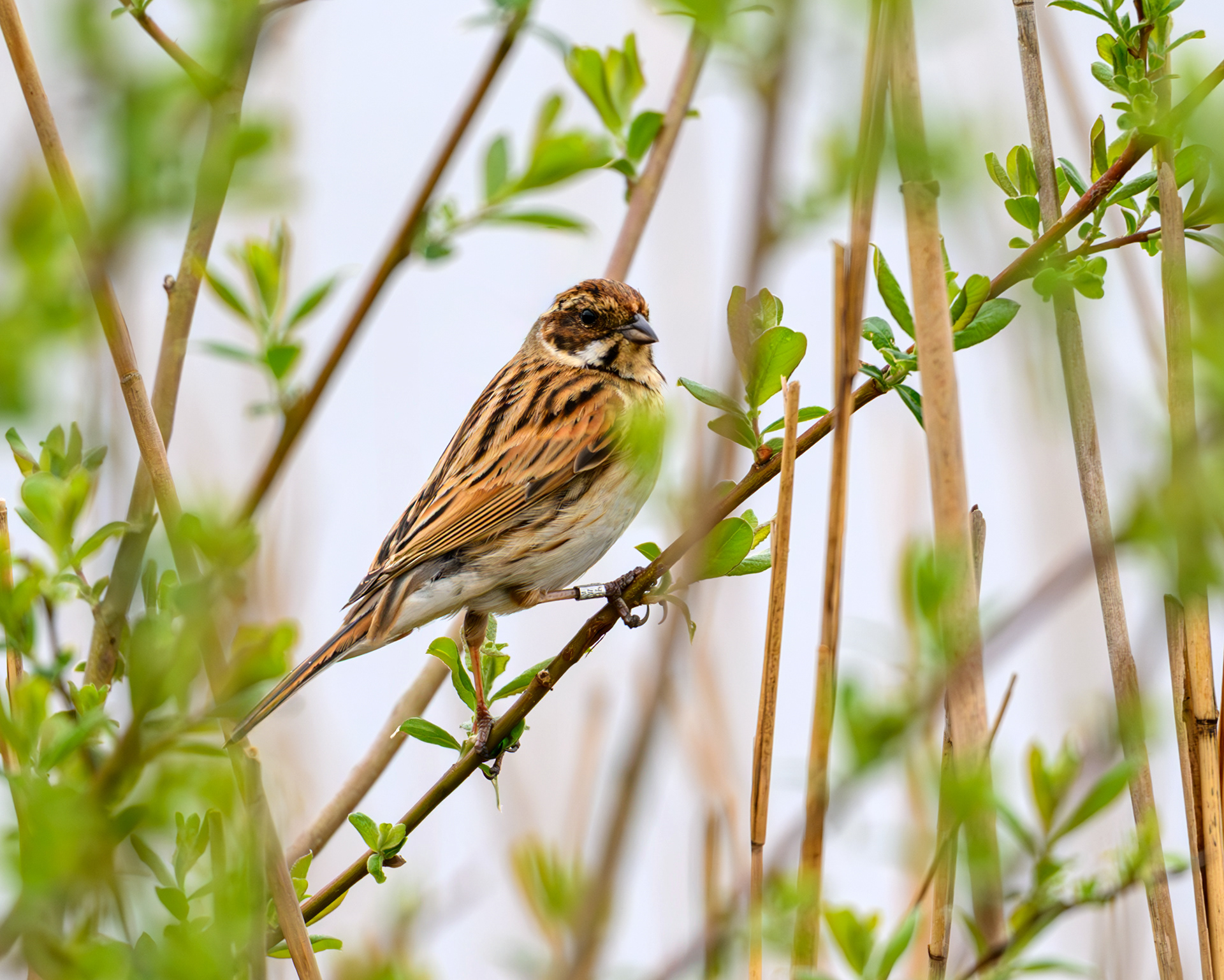 Reed Bunting