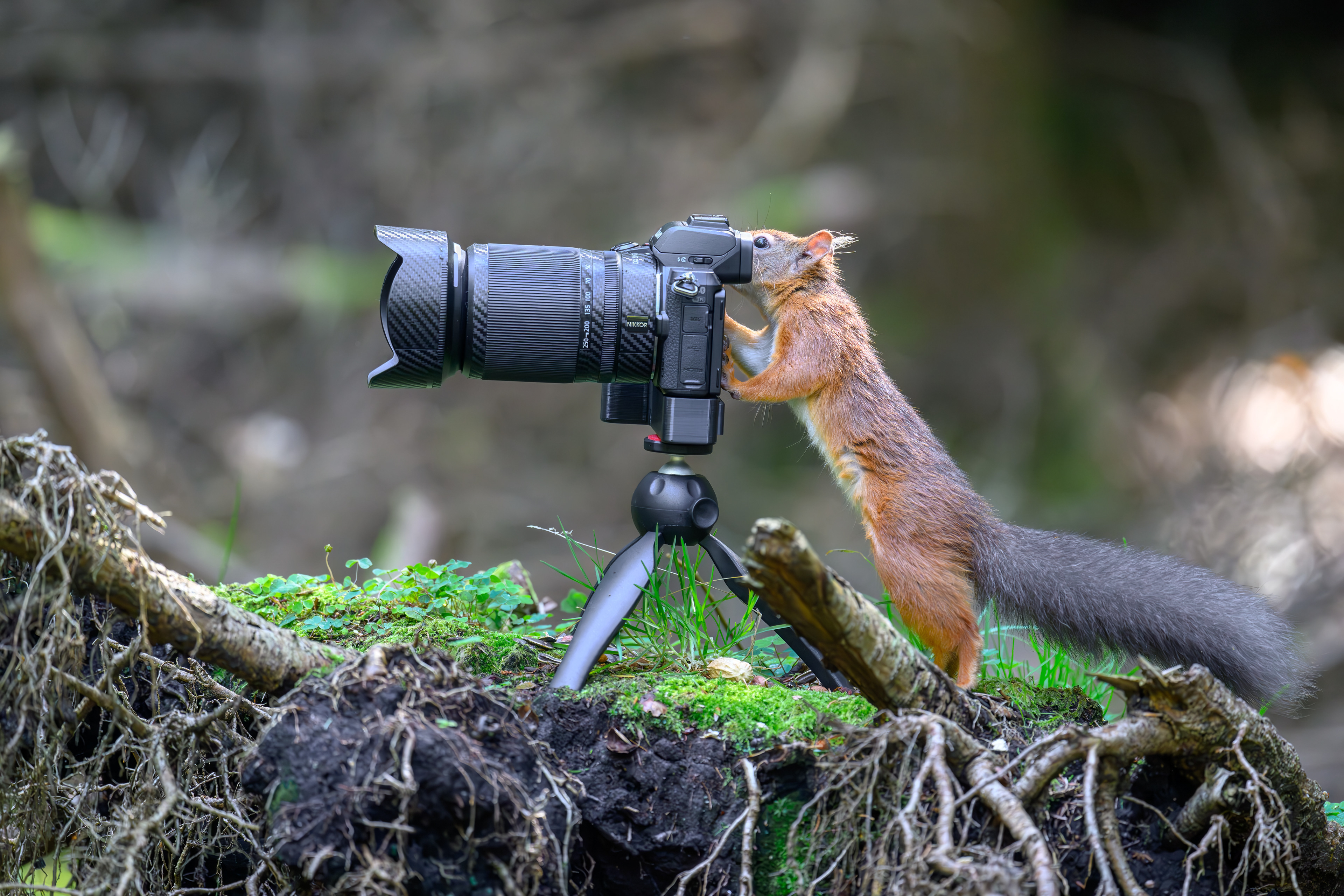 Red Squirrel