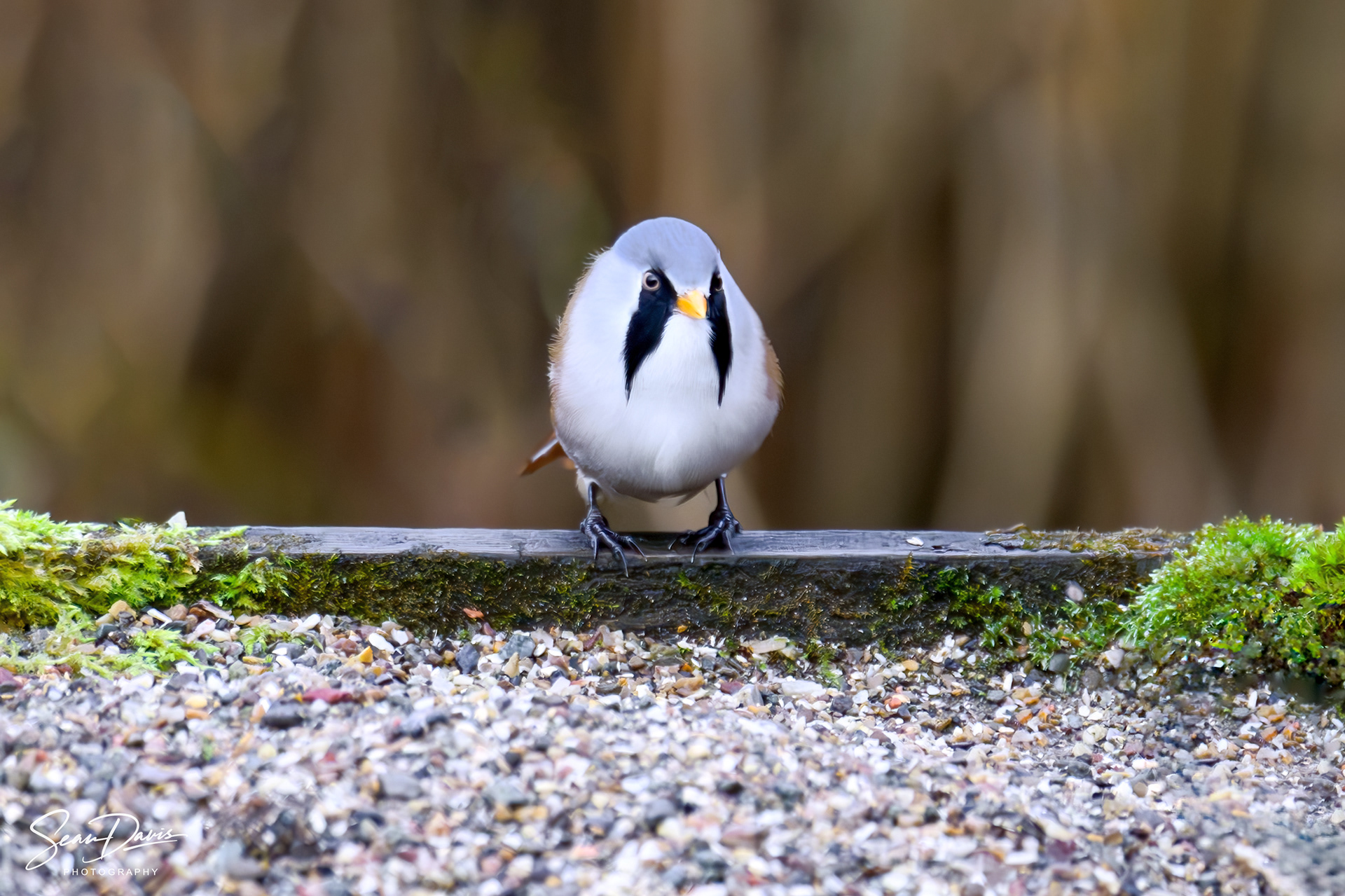 Male Bearded Tit