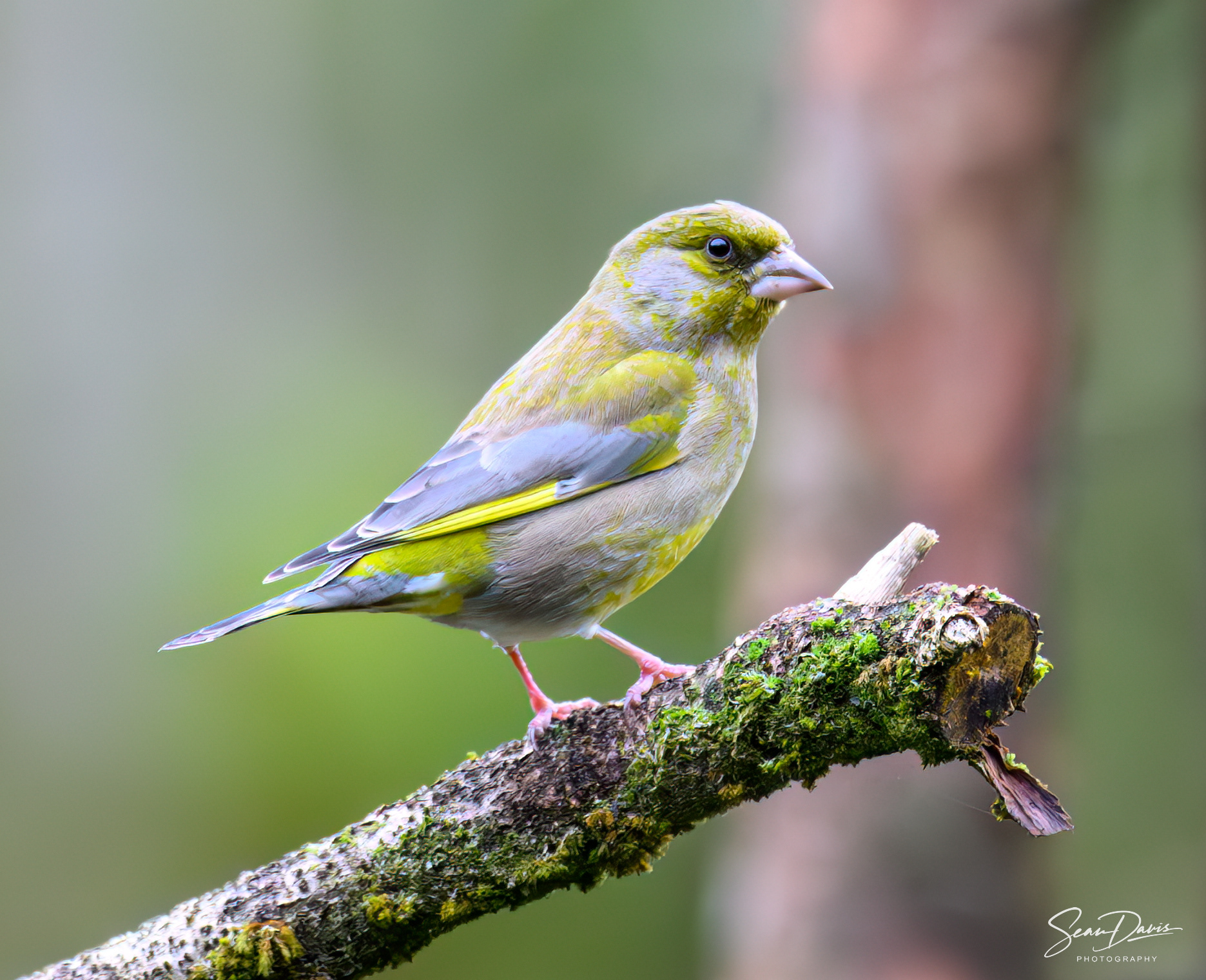 European Greenfinch