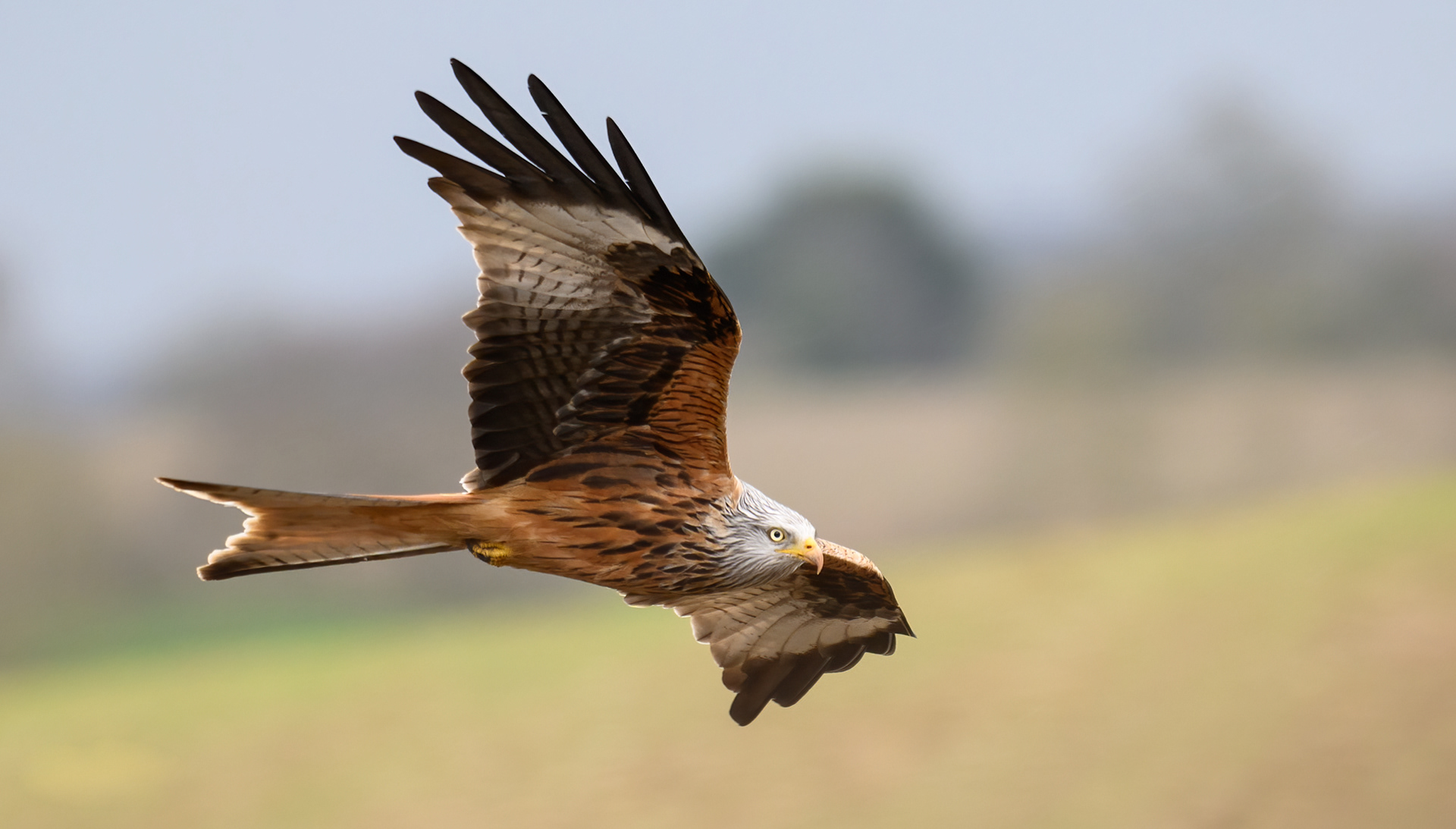 Red Kite