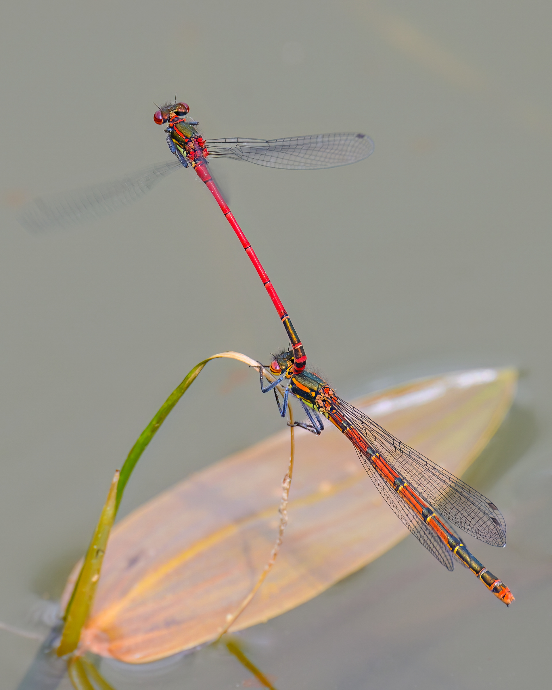 Long Red Damselfly