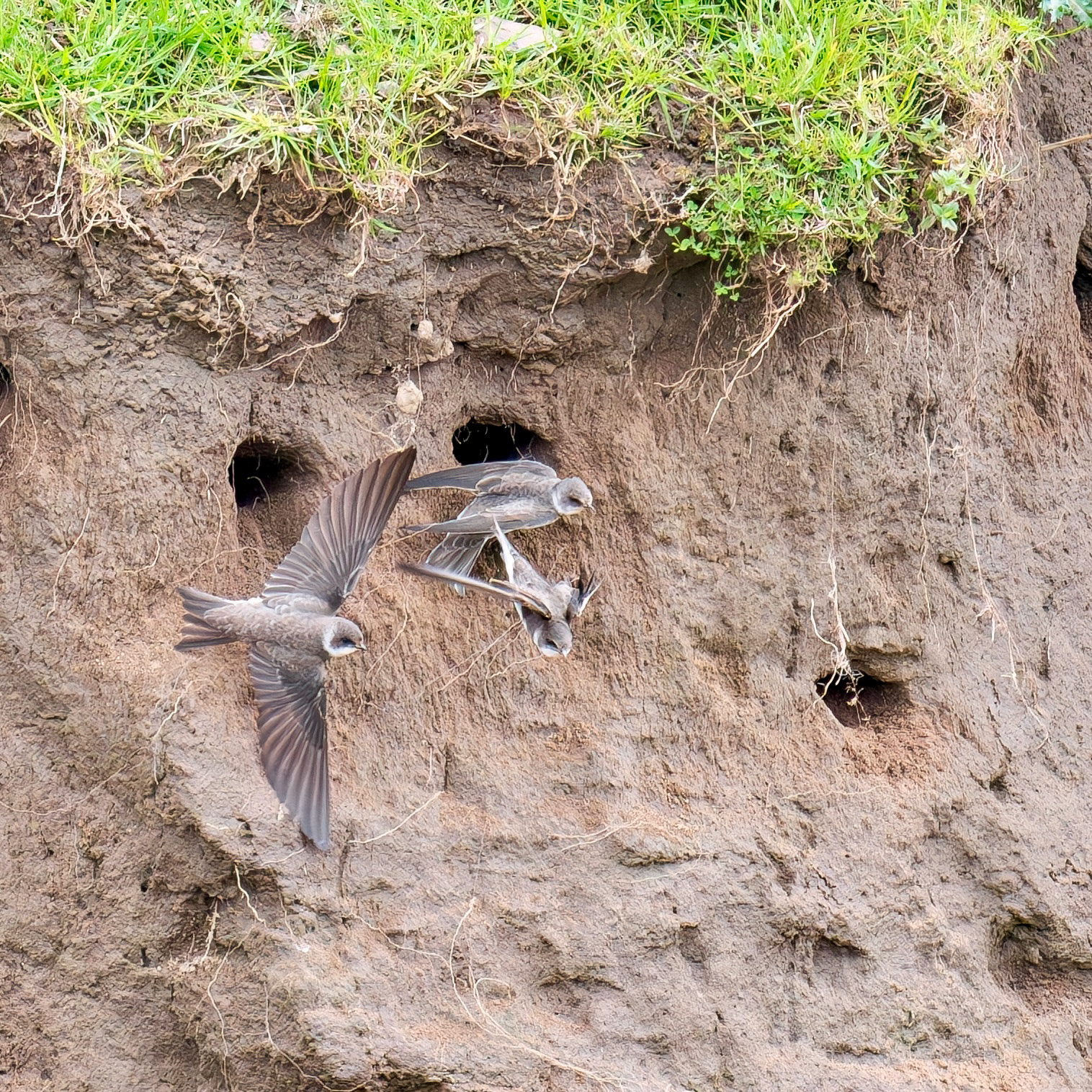 Sand Martins