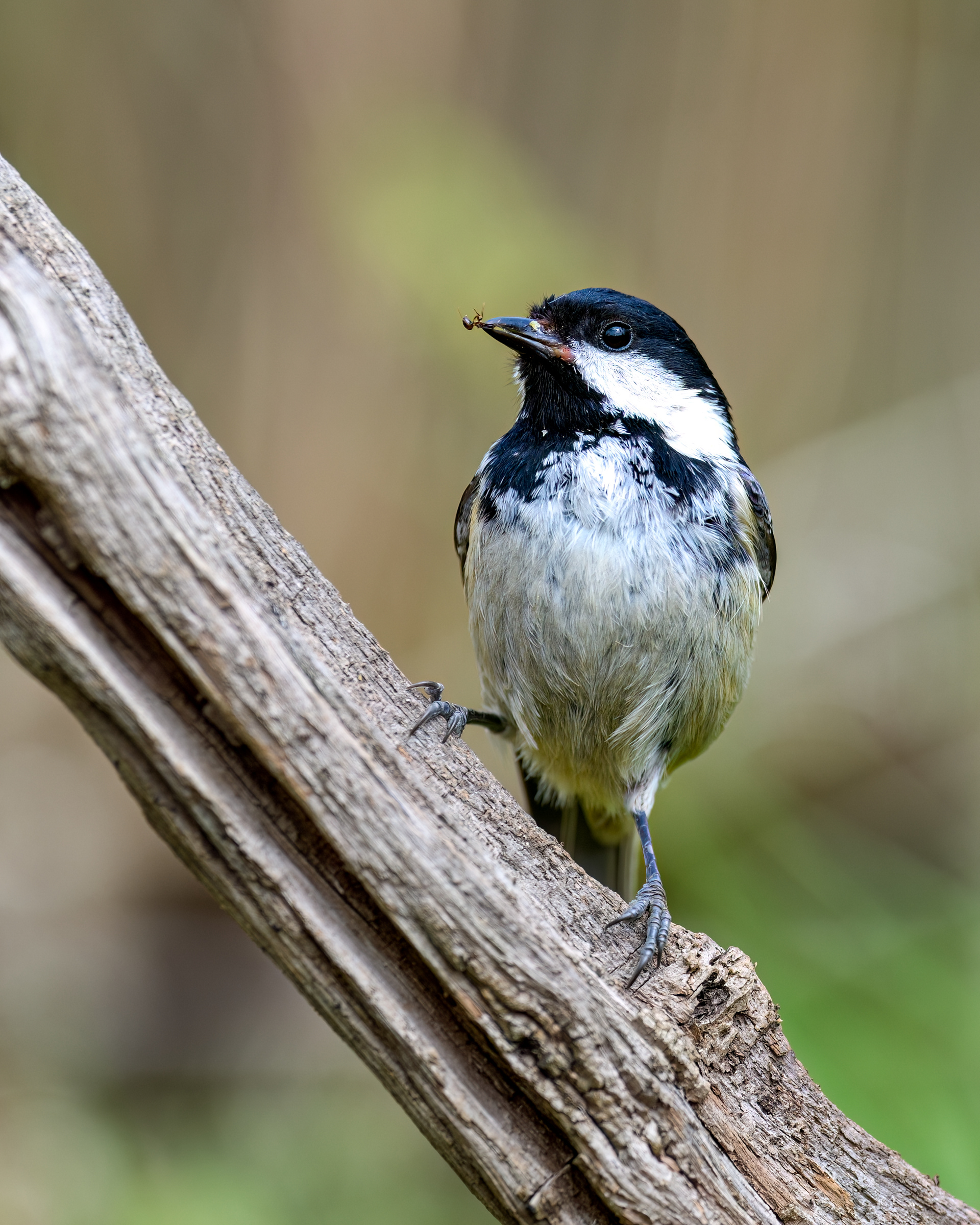 Coal Tit