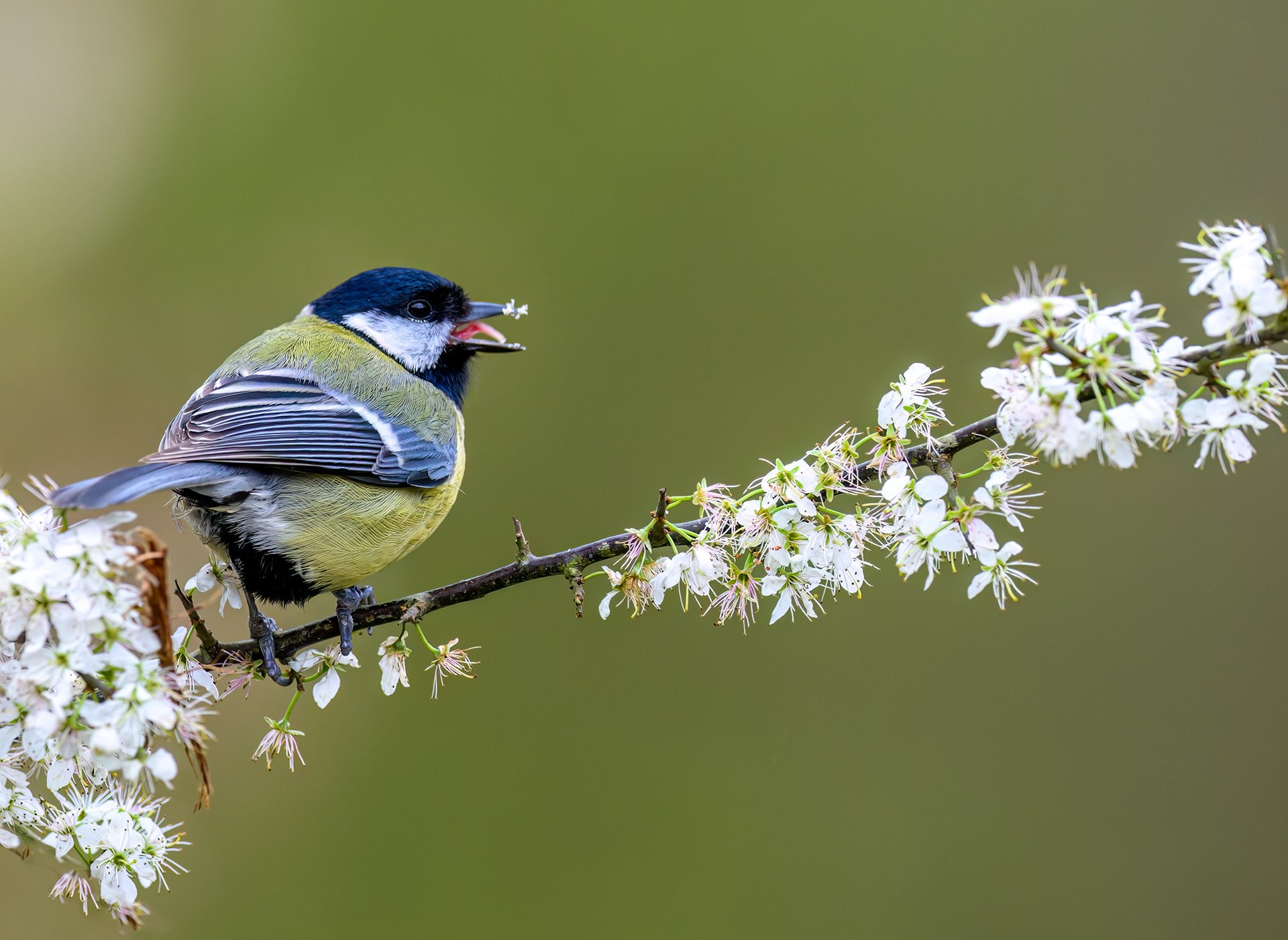 Great Tit