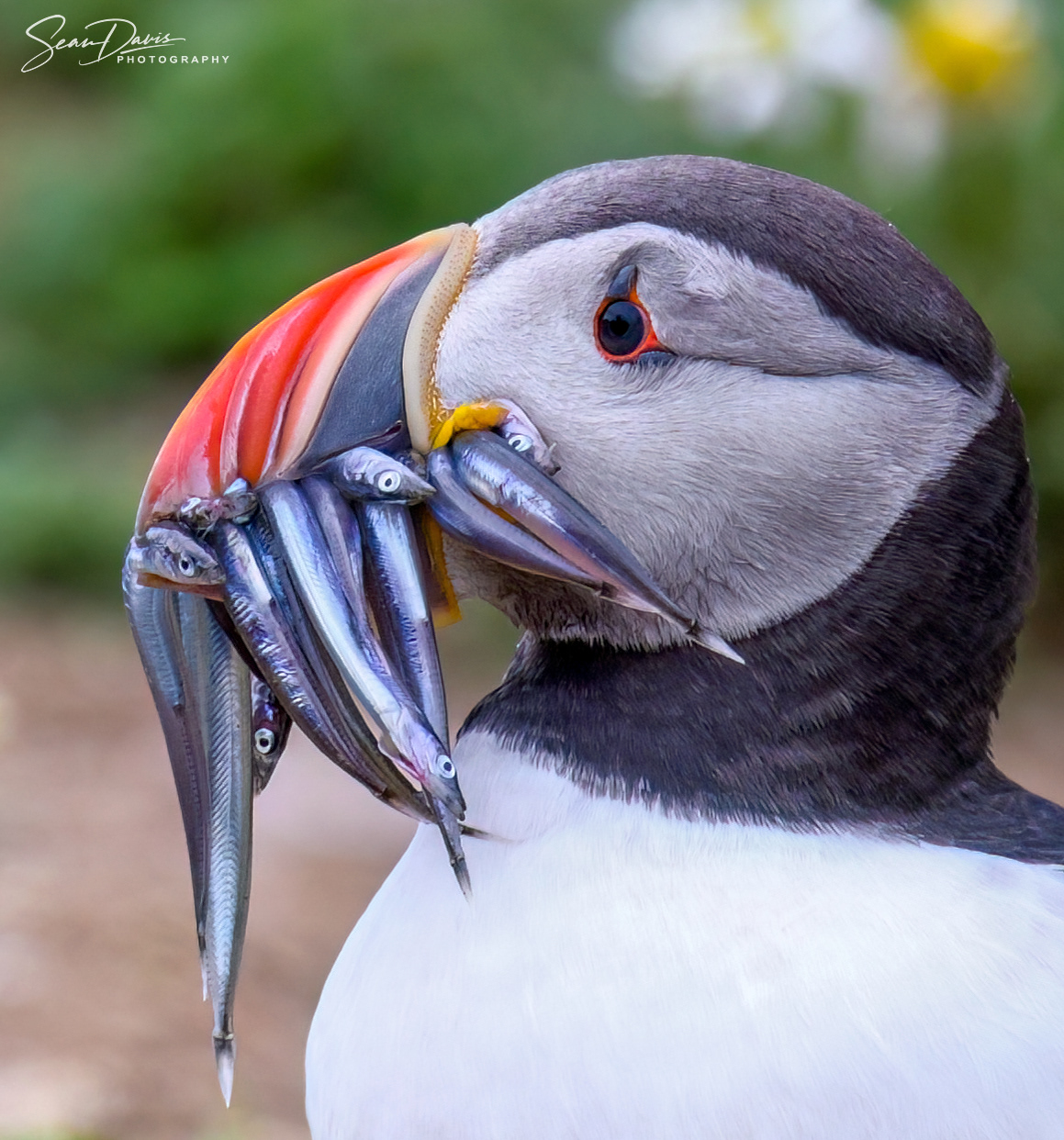 Puffin