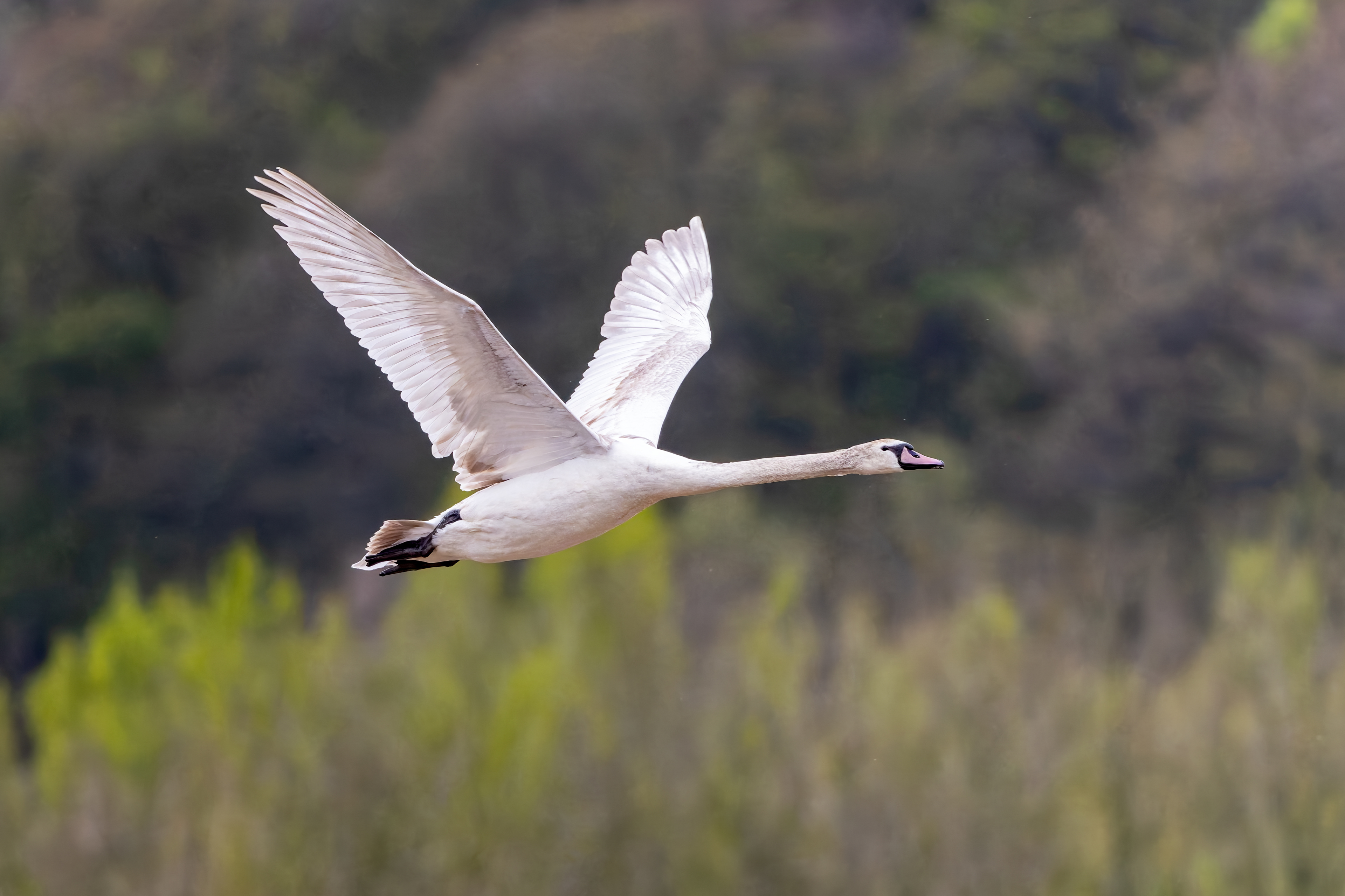 Muted Swan