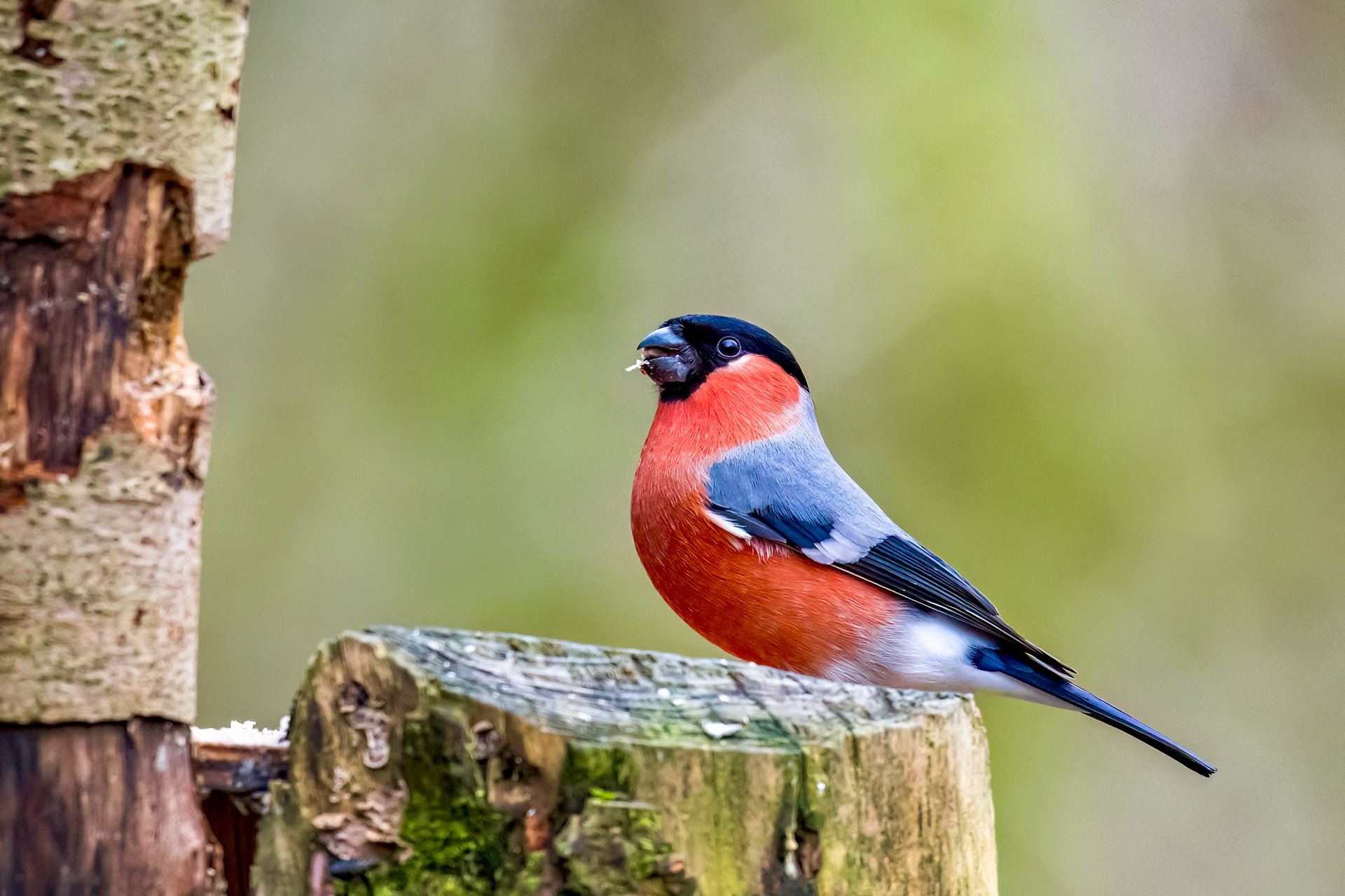 Bull Finch