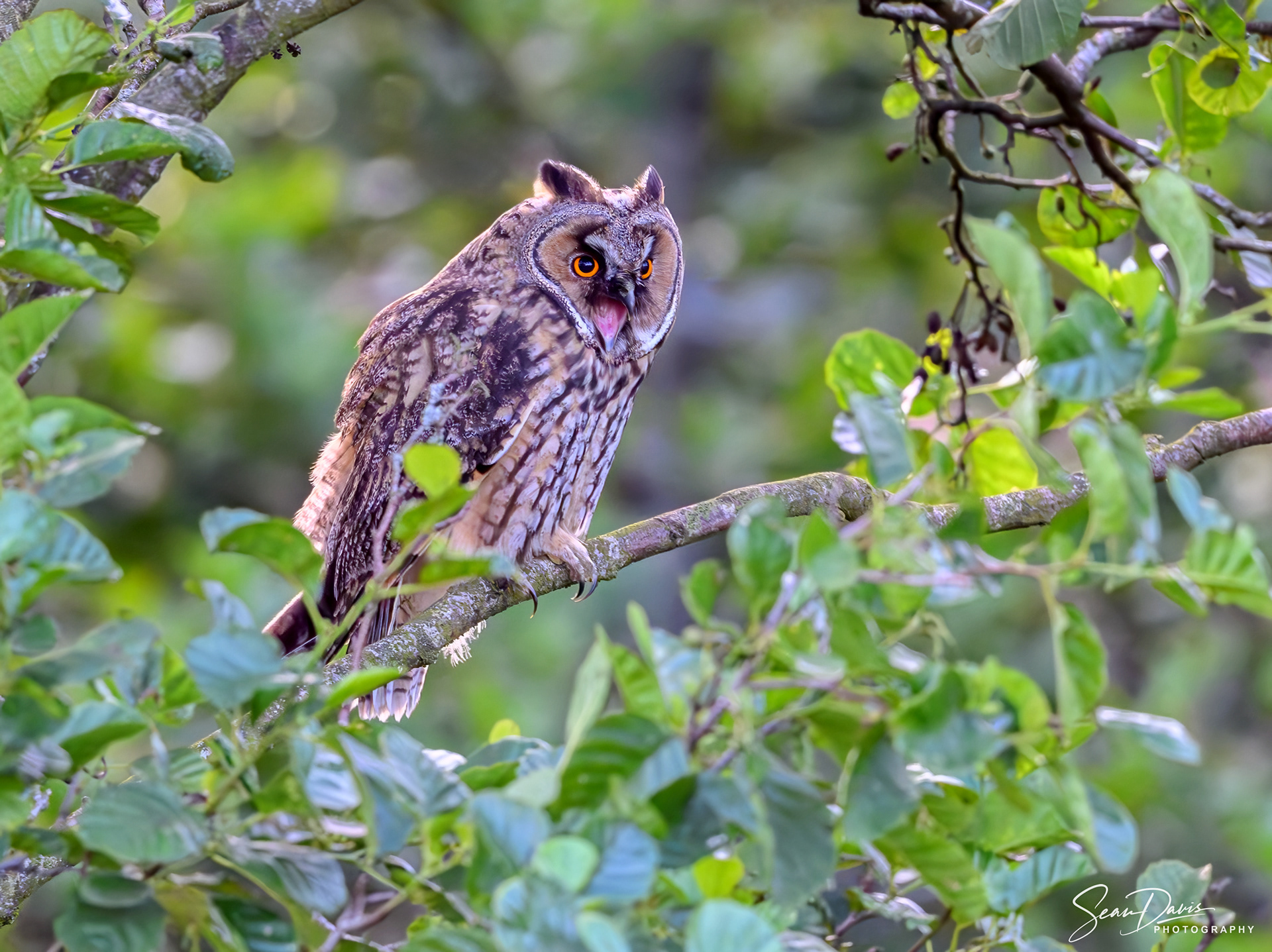Juvenile Long Eared Owl