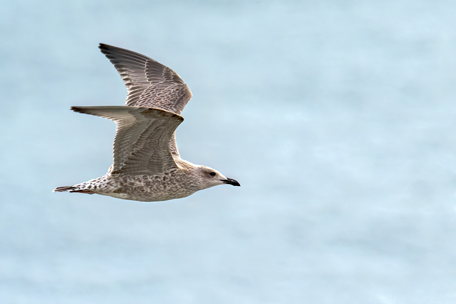 Herring Gull