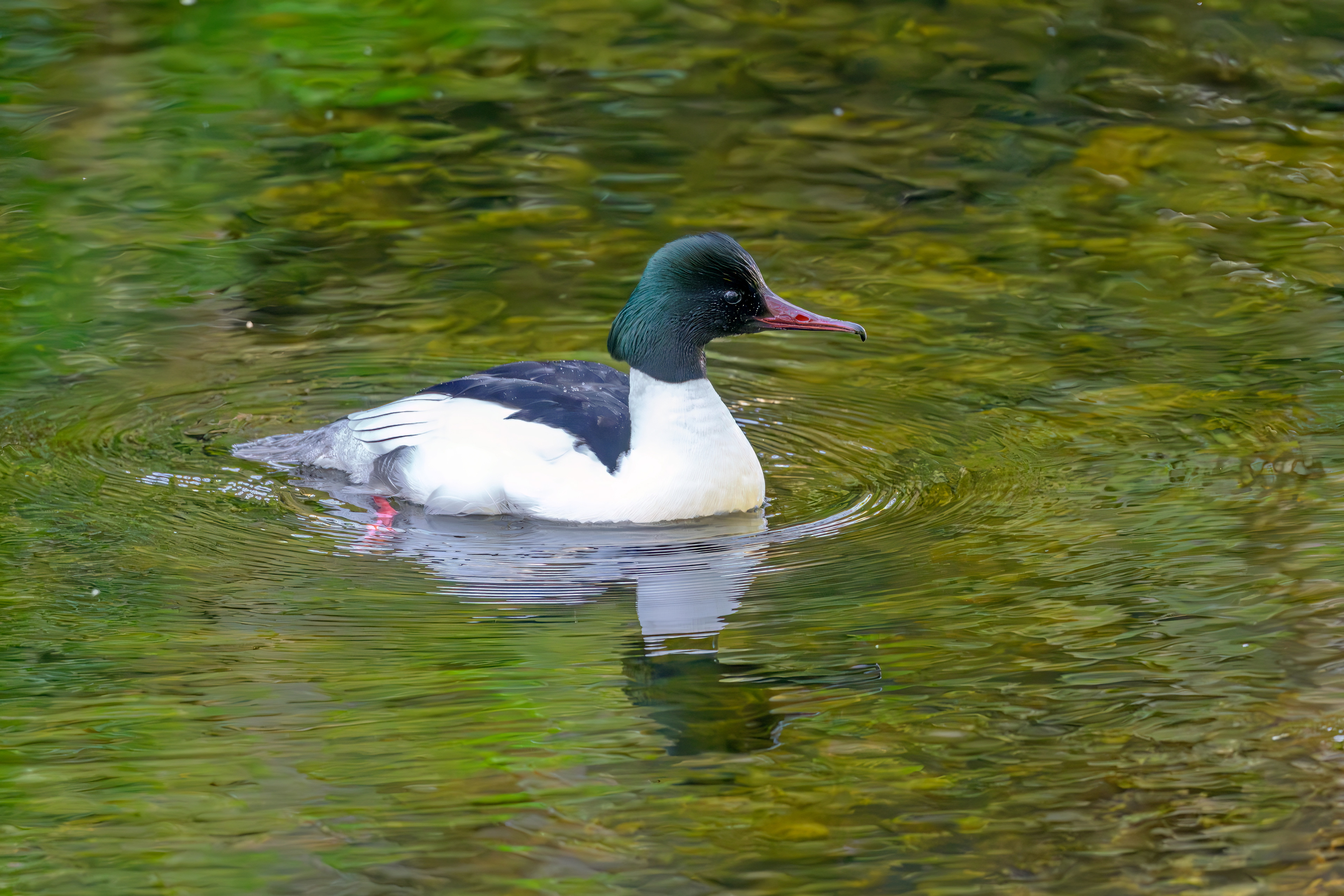 Male Goosander