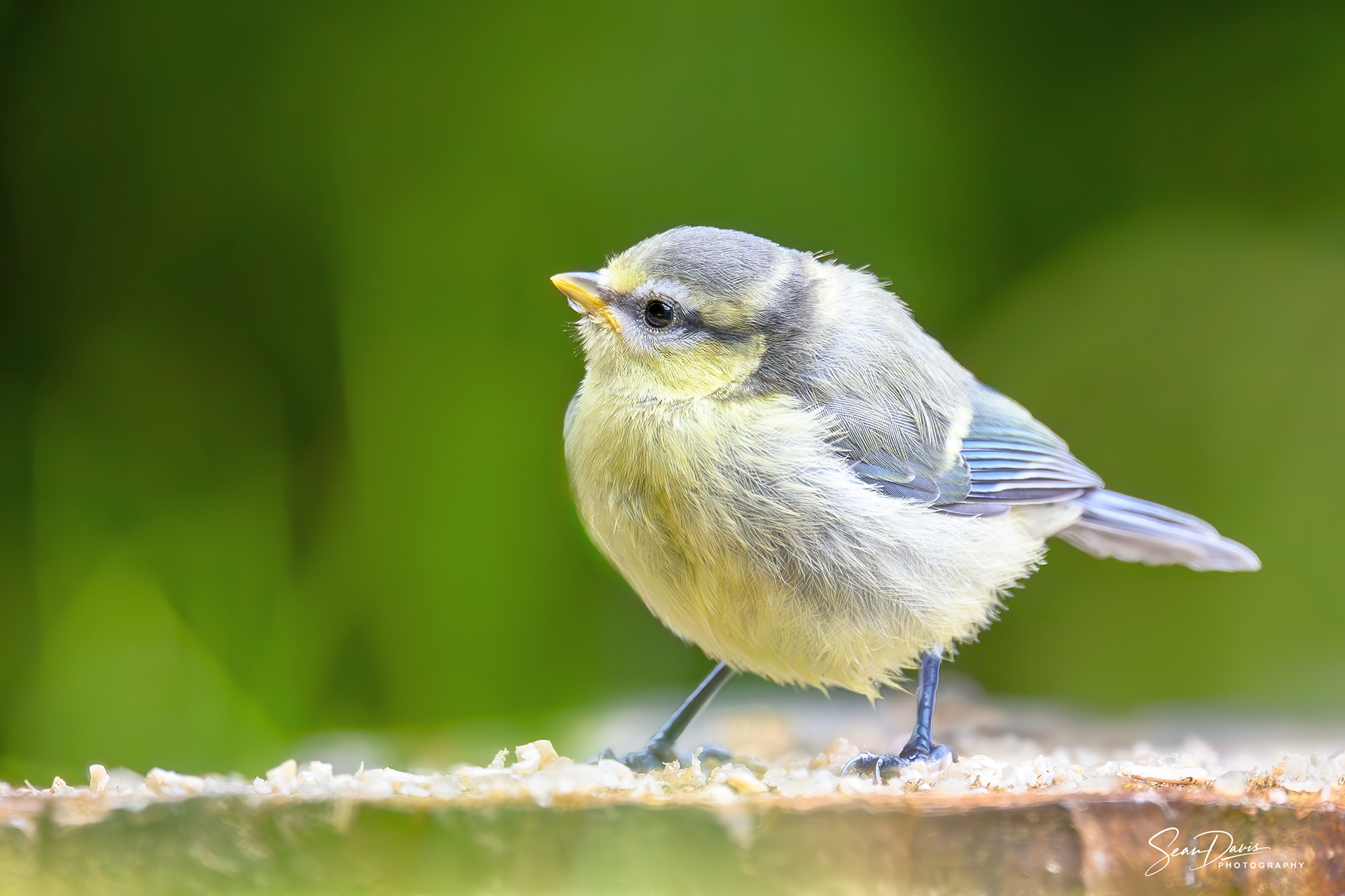 Juvenille Blue Tit