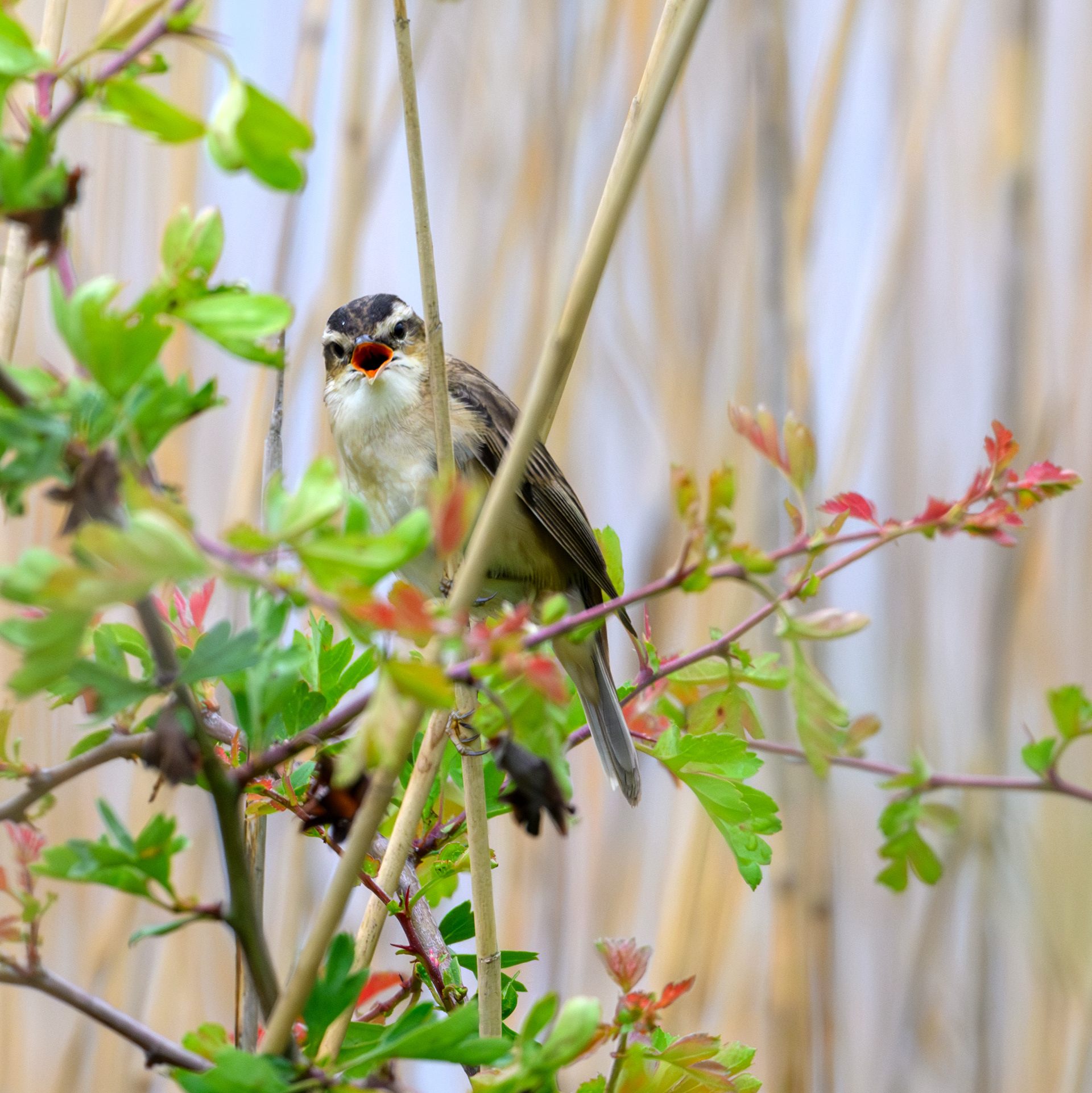 Sedge Wabler