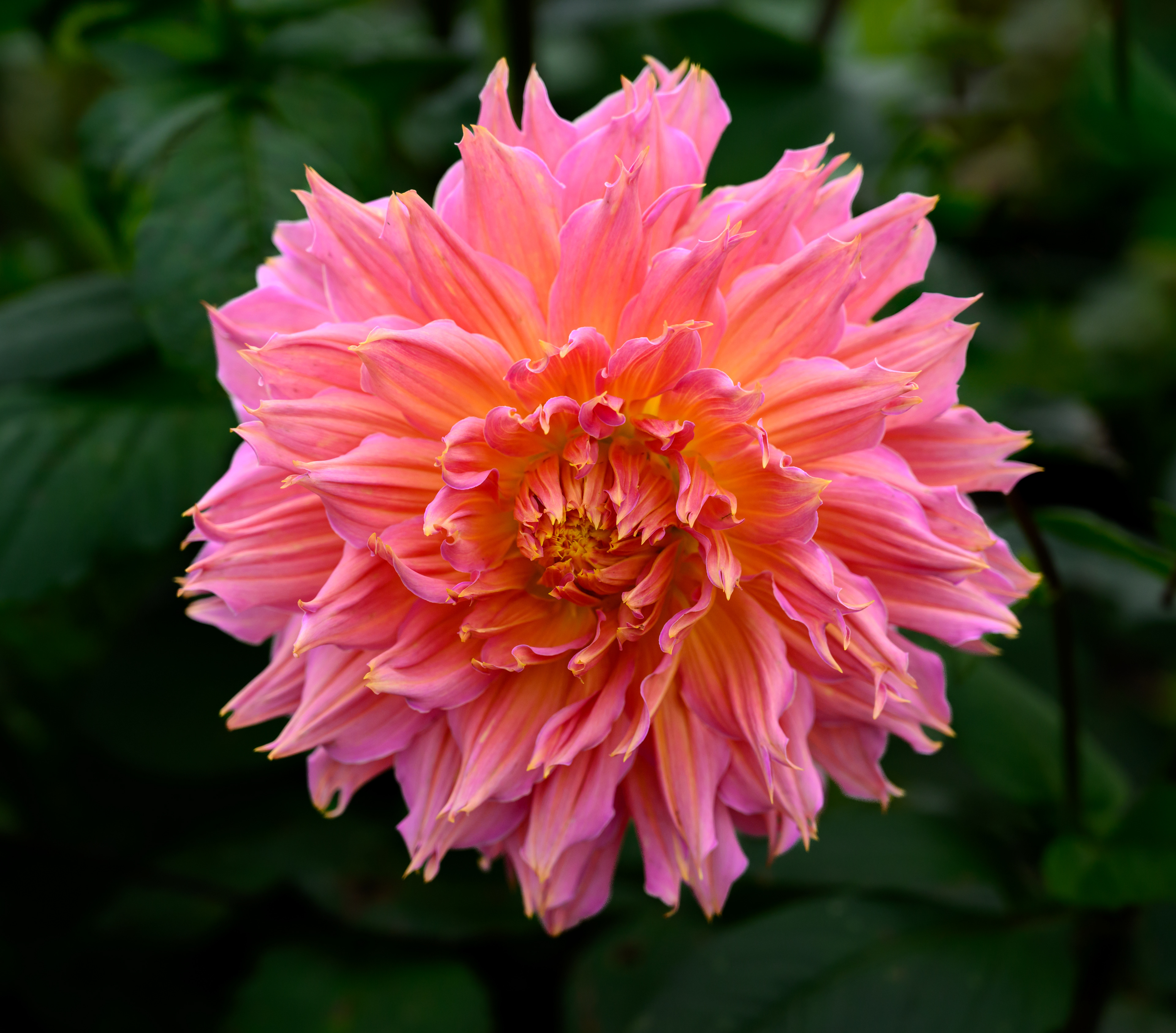 Dahlia
