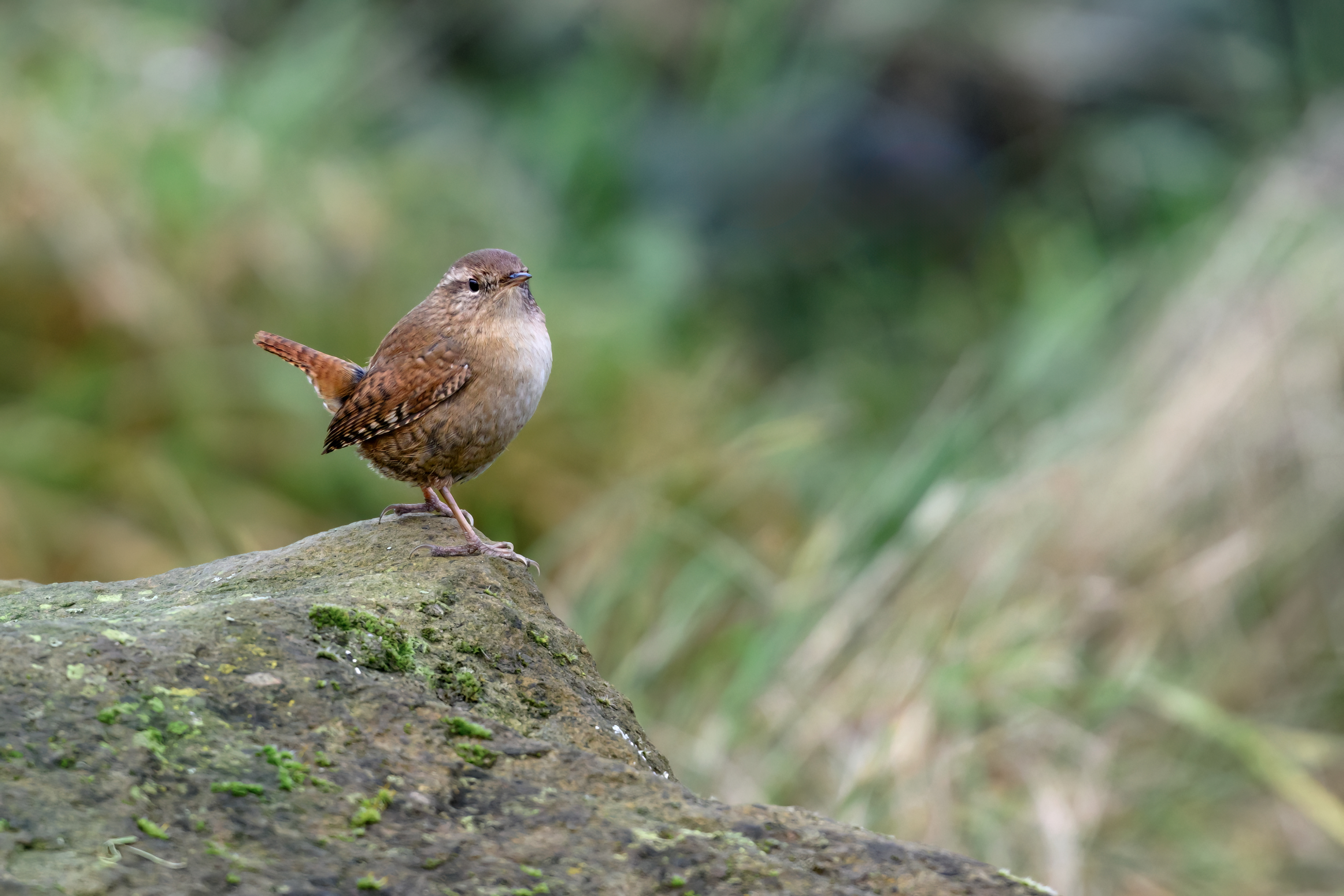Wren