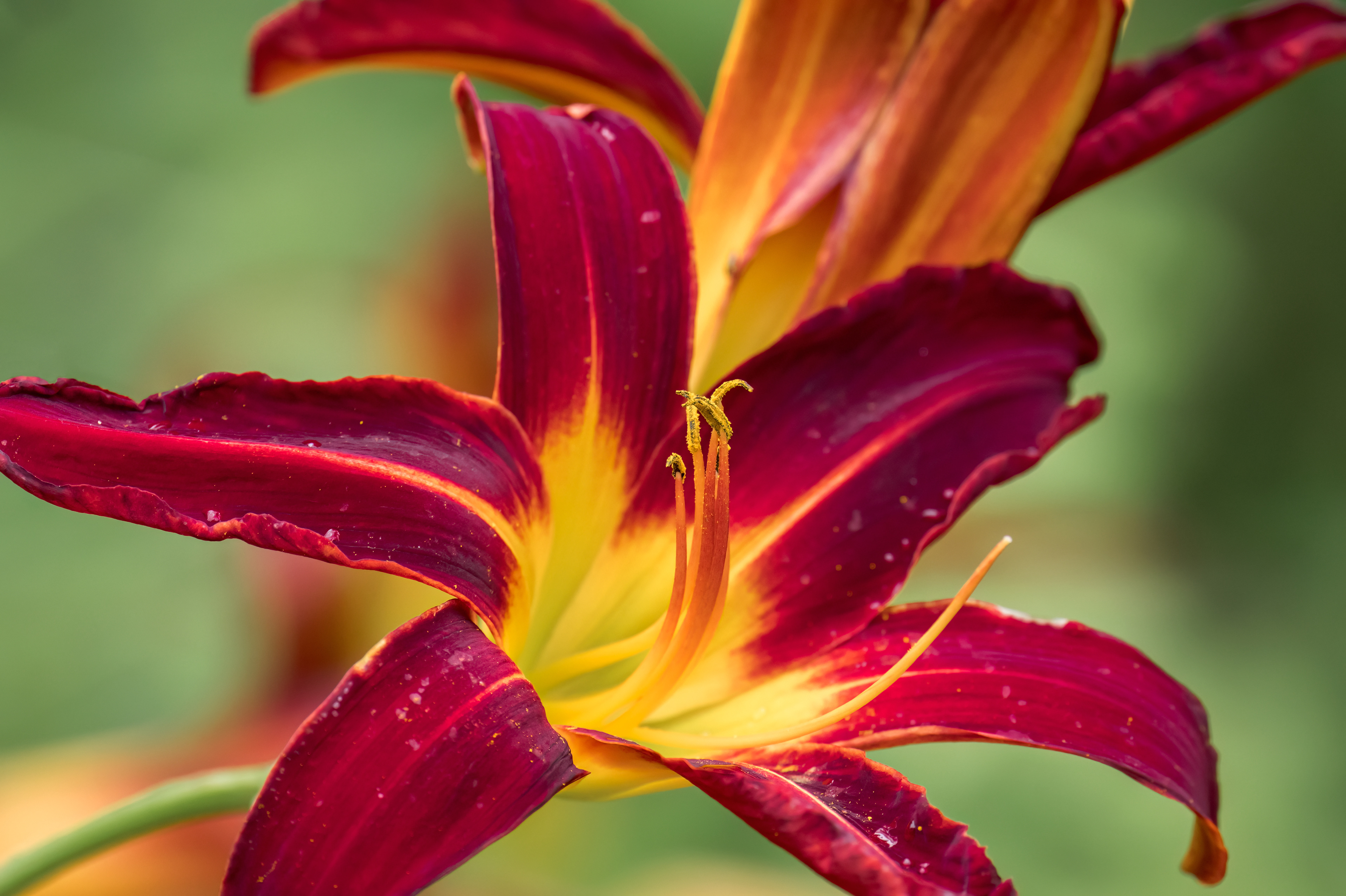 Day Lily