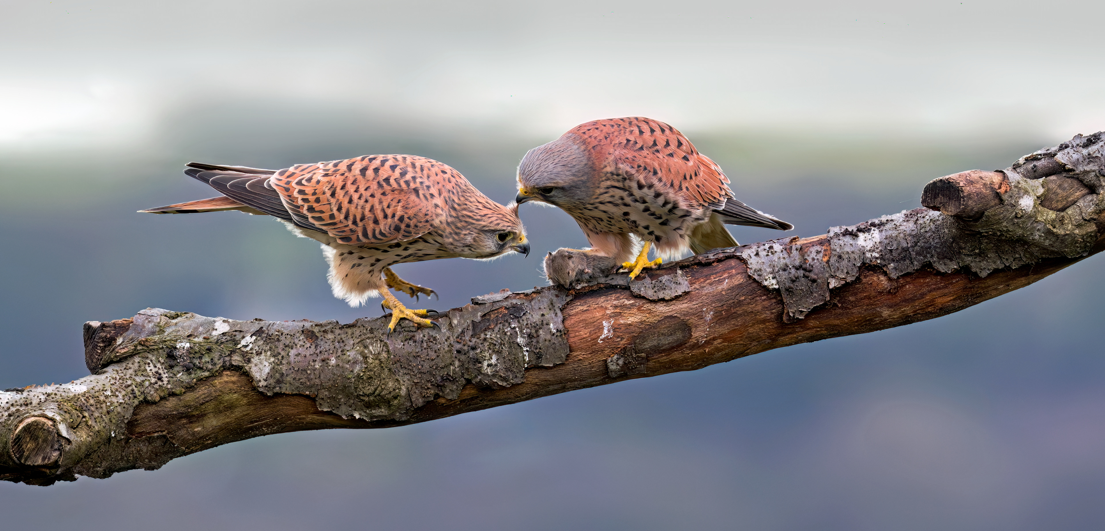 Male offering his catch to the Female