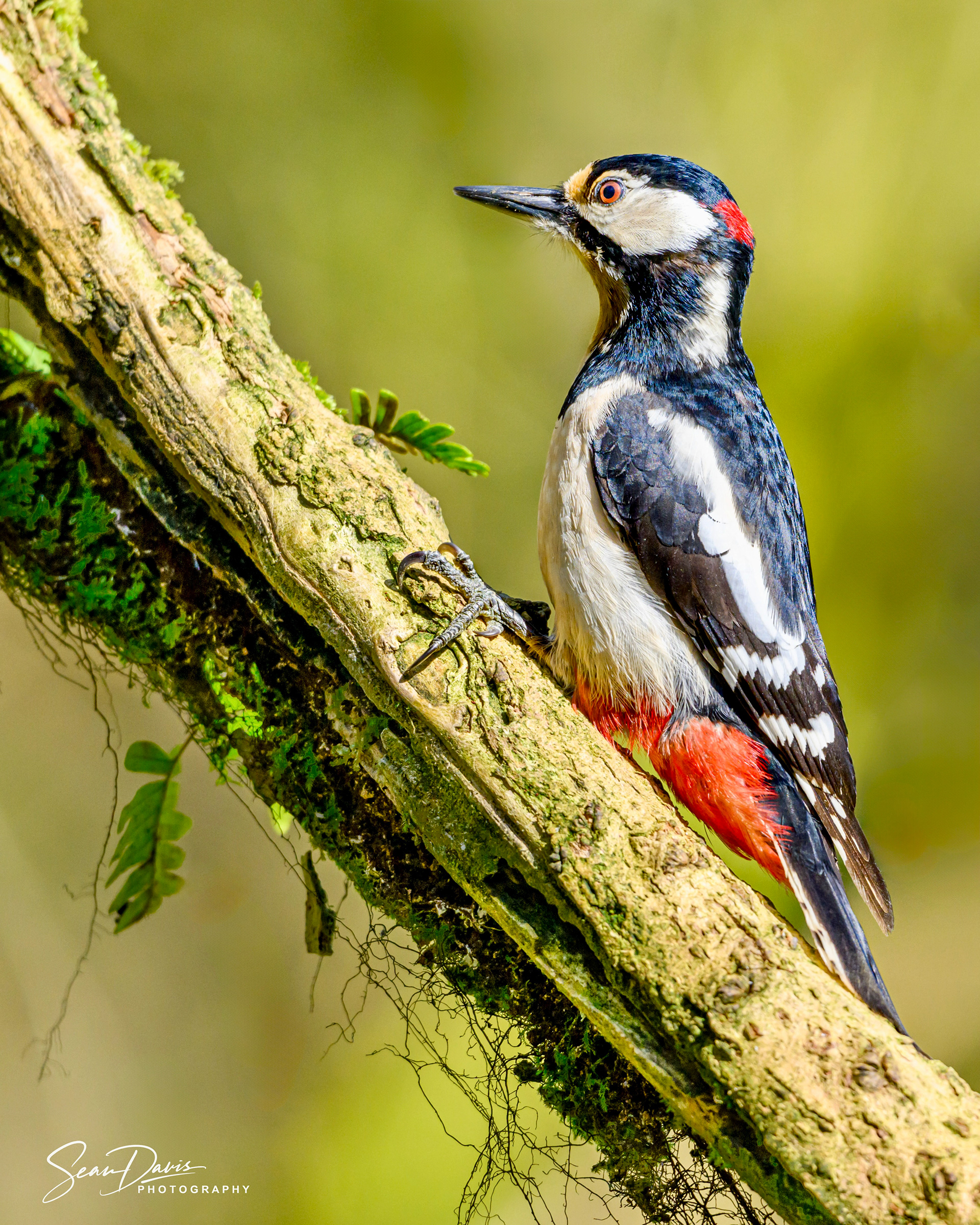 Spotted Woodpecker