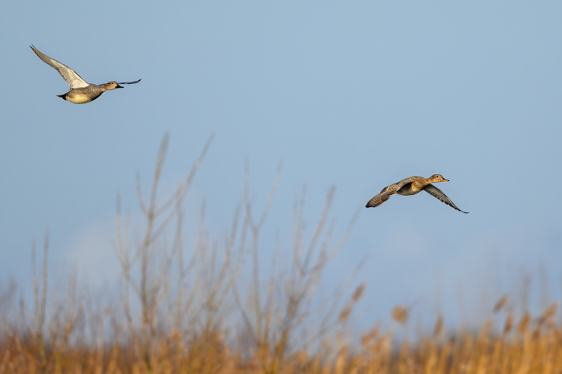 Gadwall