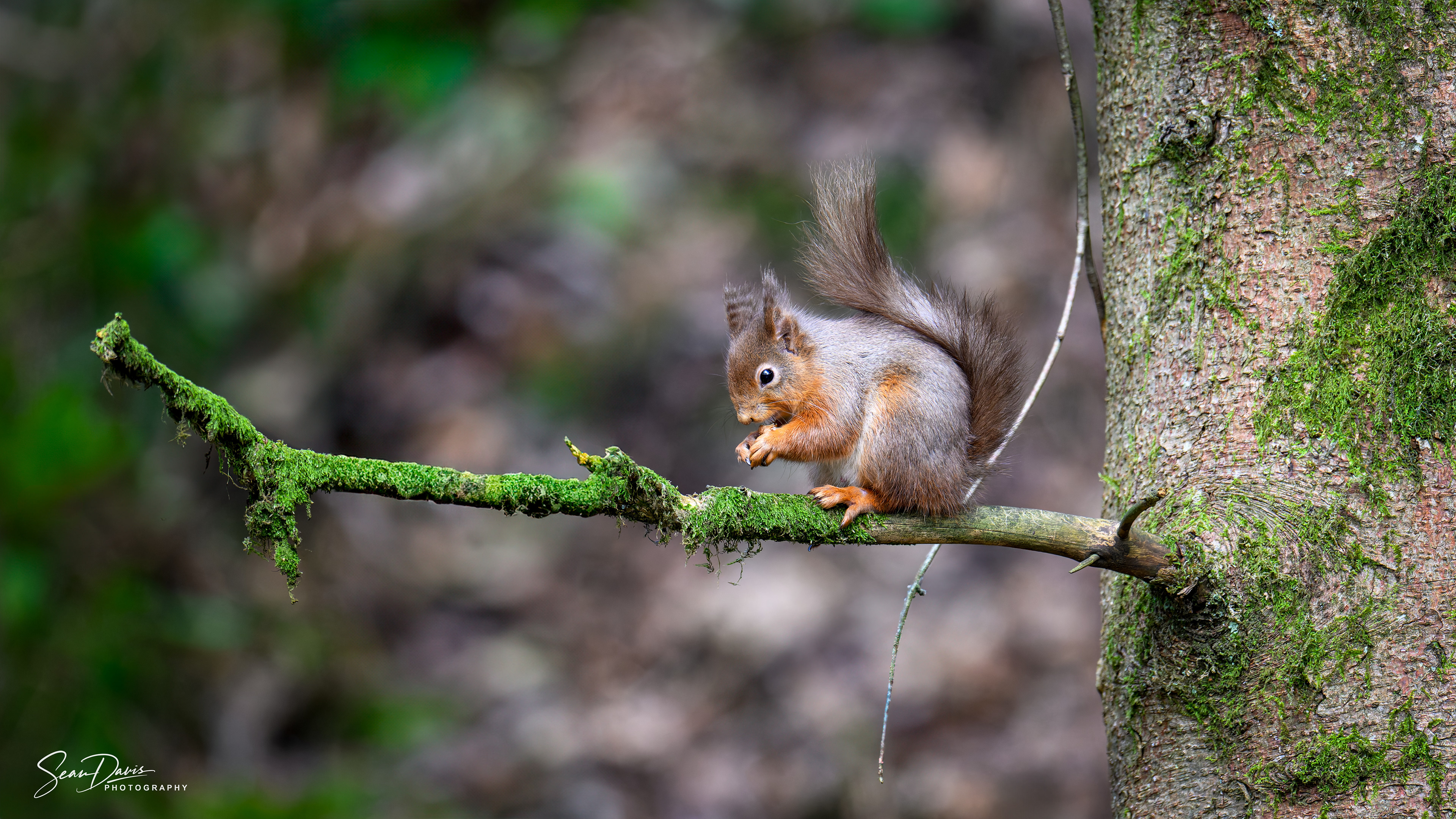 Red Squirrel