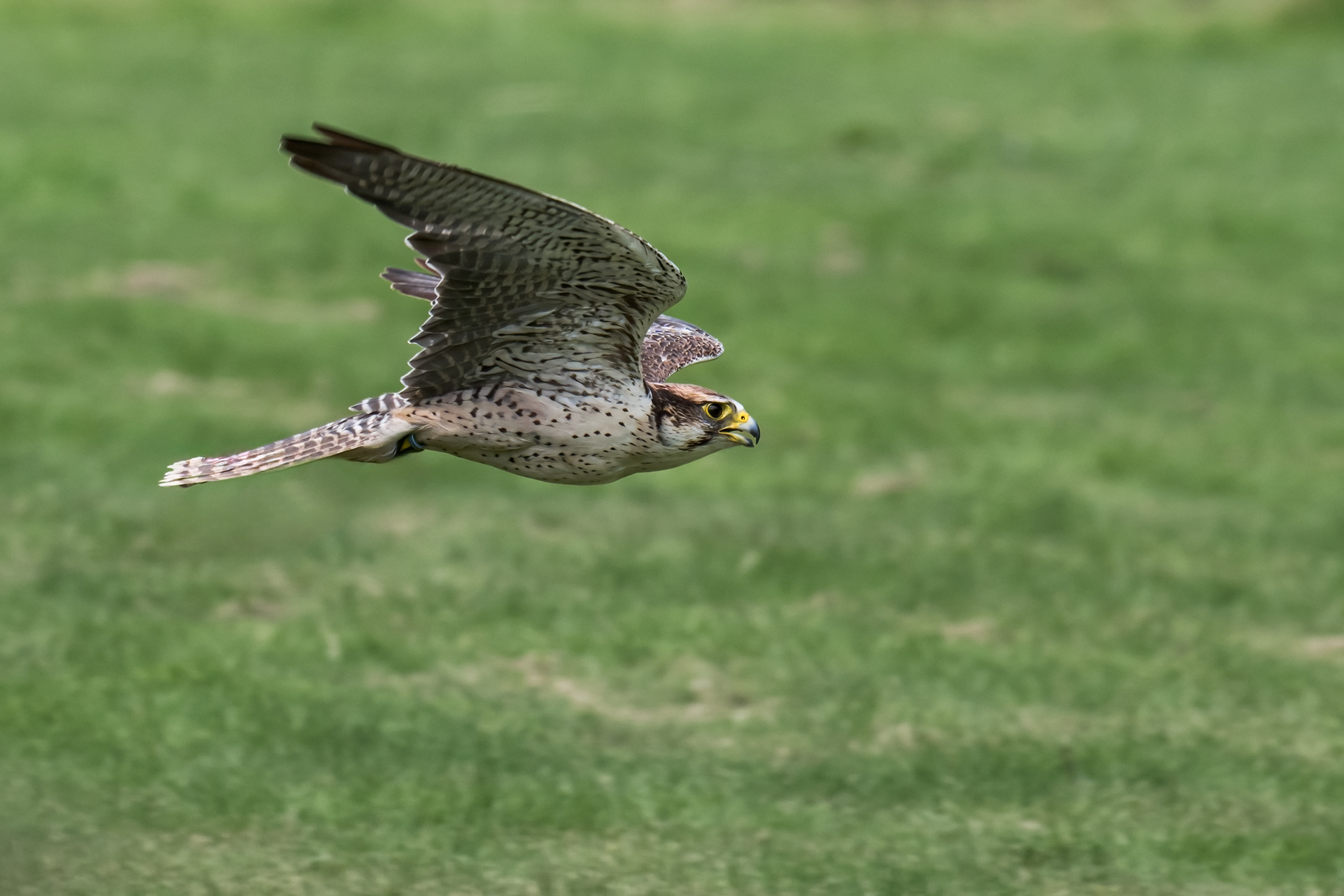 Lanner Falcon