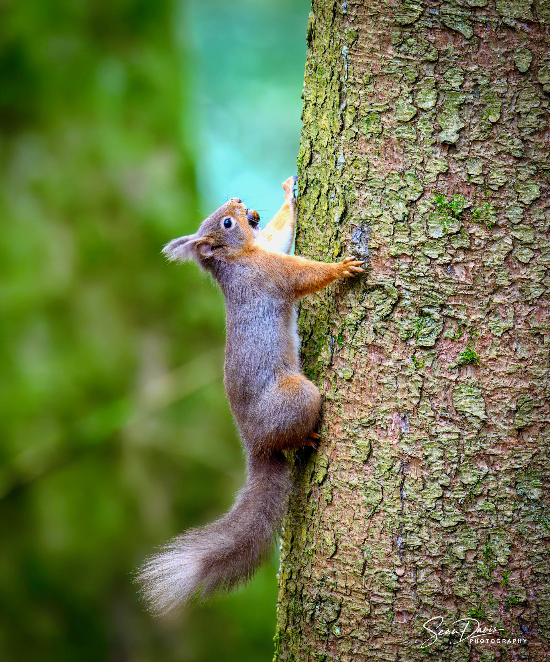 Red Squirrel