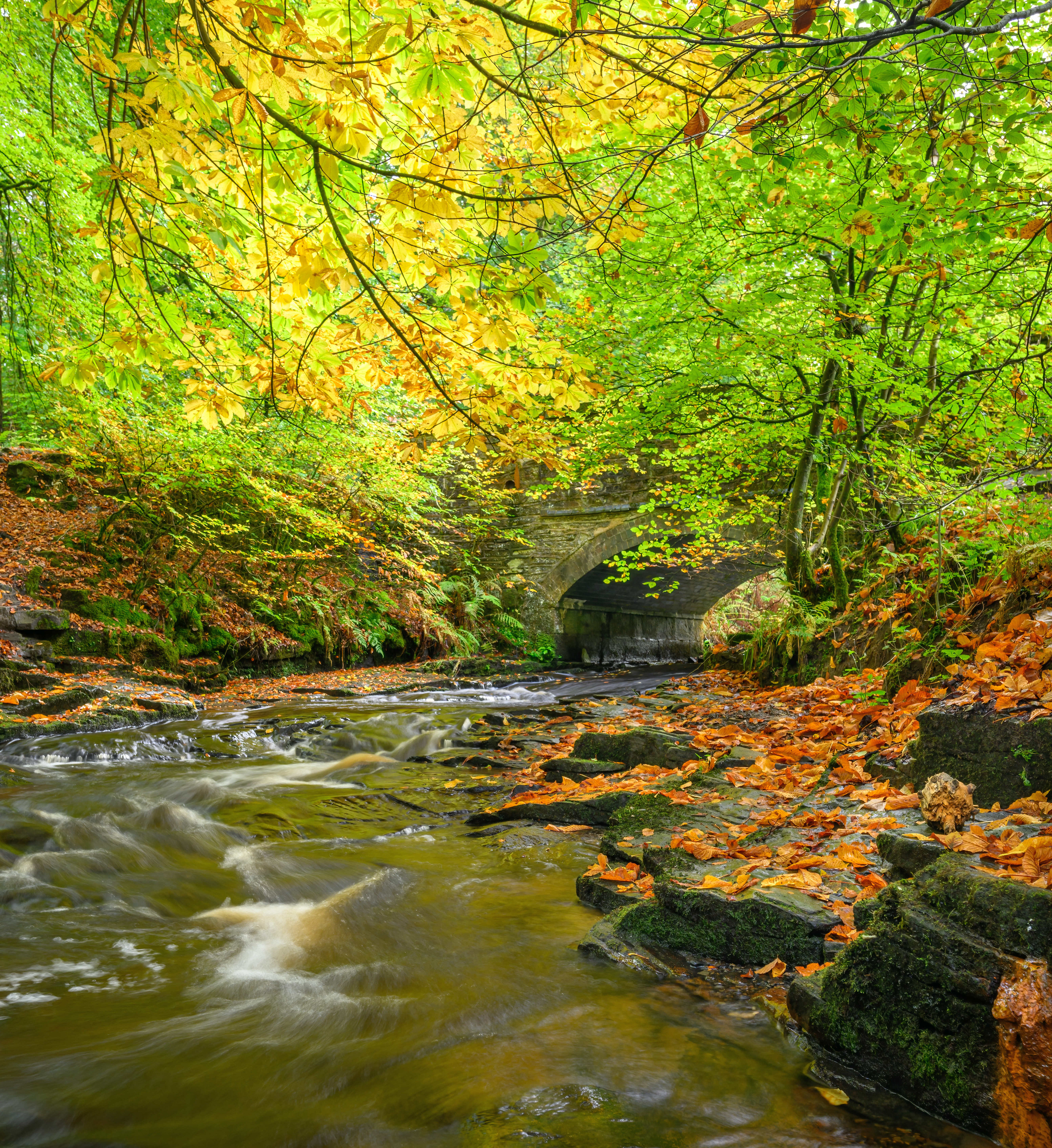 Woodland