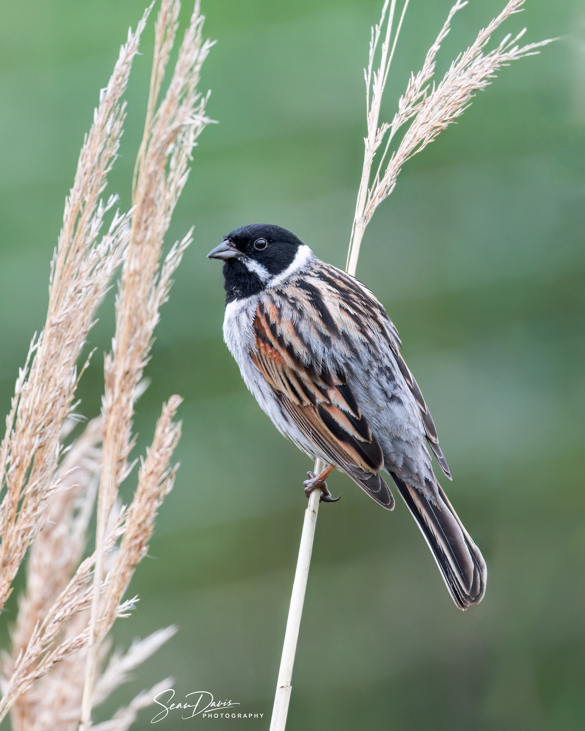 Reed Bunting