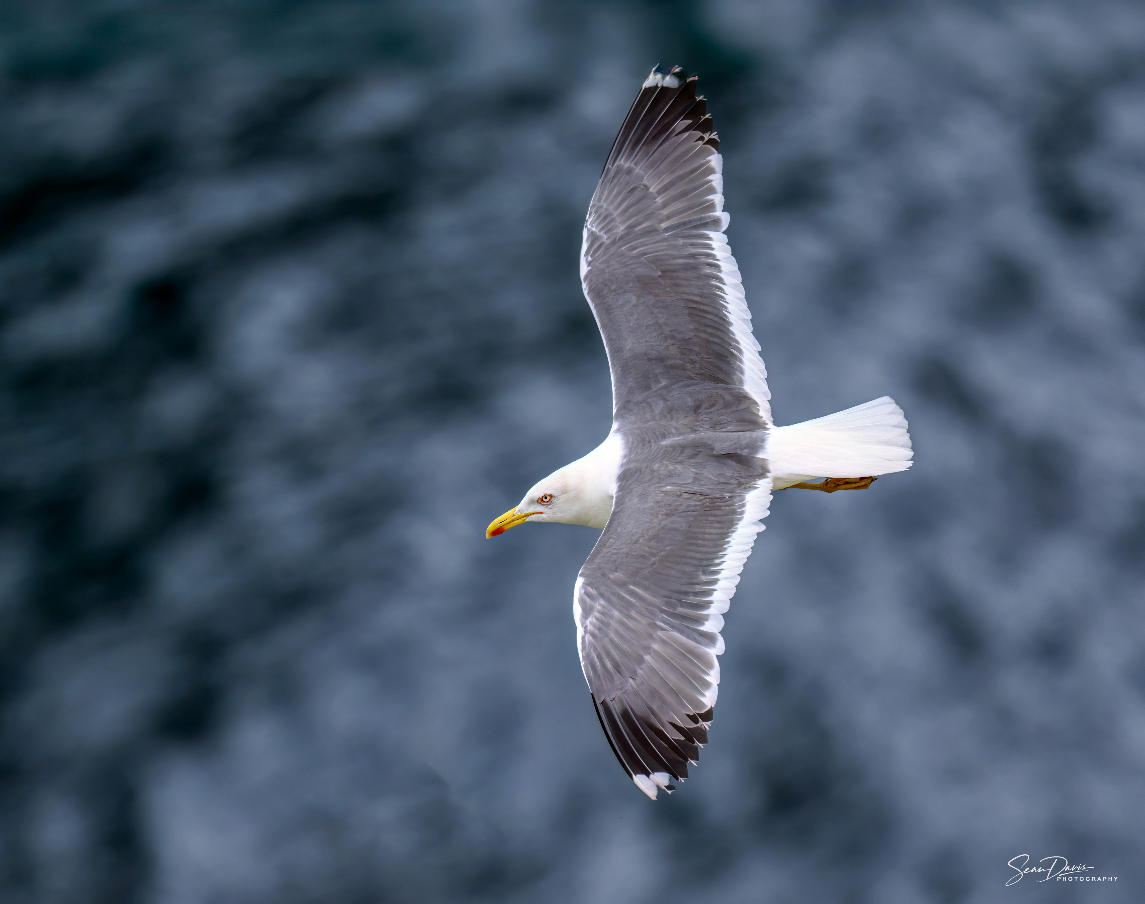 Yellow Legged Gull