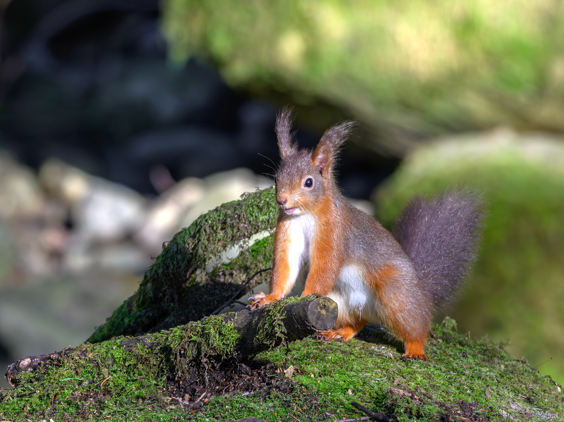 Red Squirrel