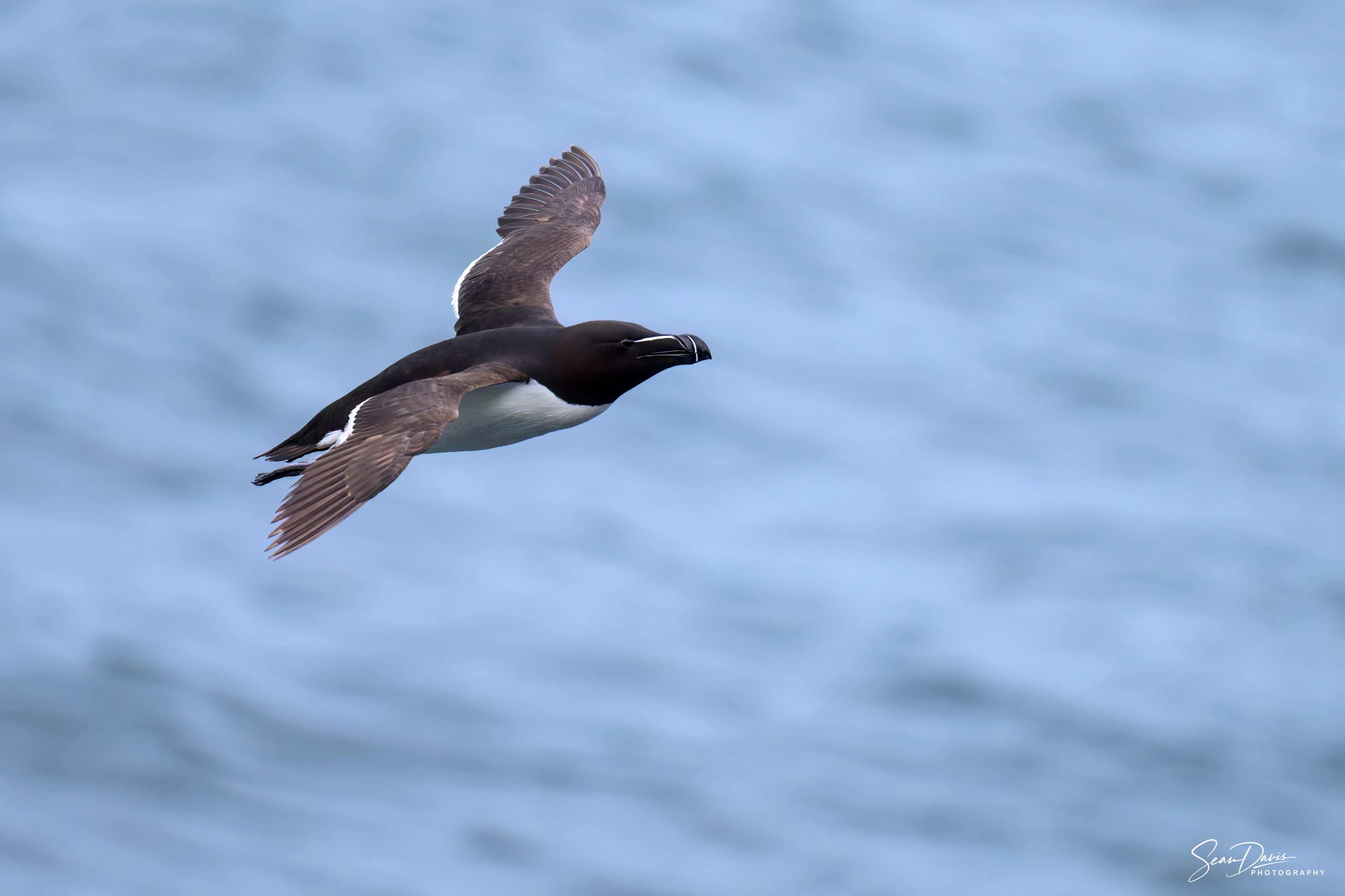 Razorbill