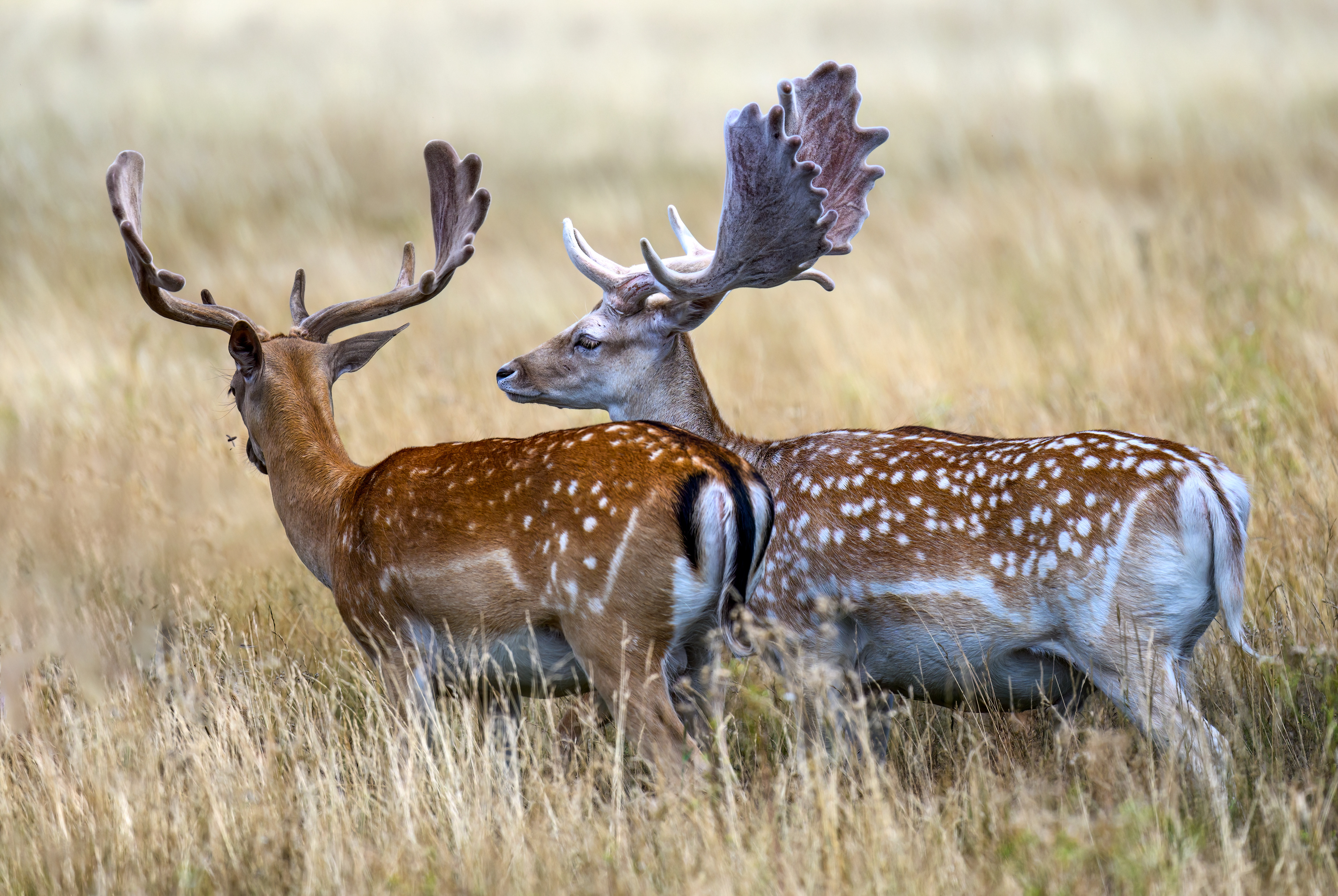 Fallow Deer