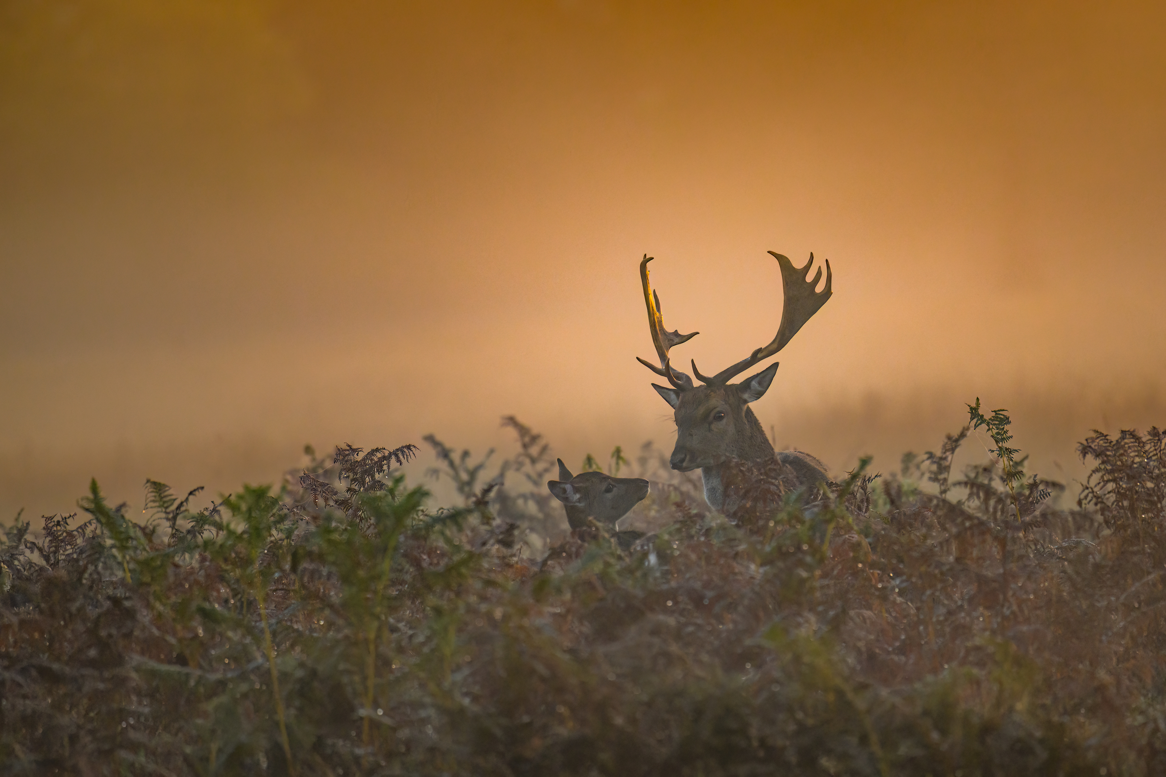 Fallow Deer
