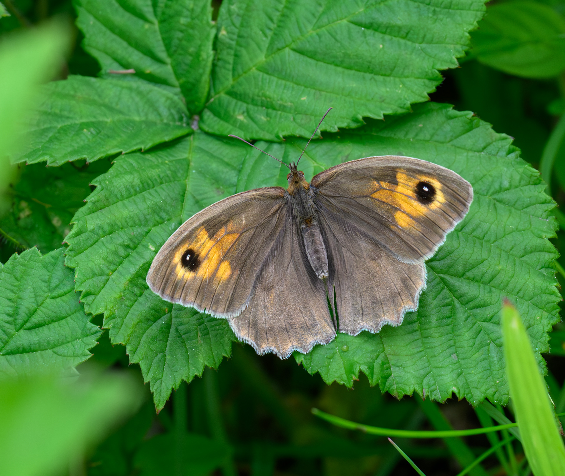 Meadow Brown