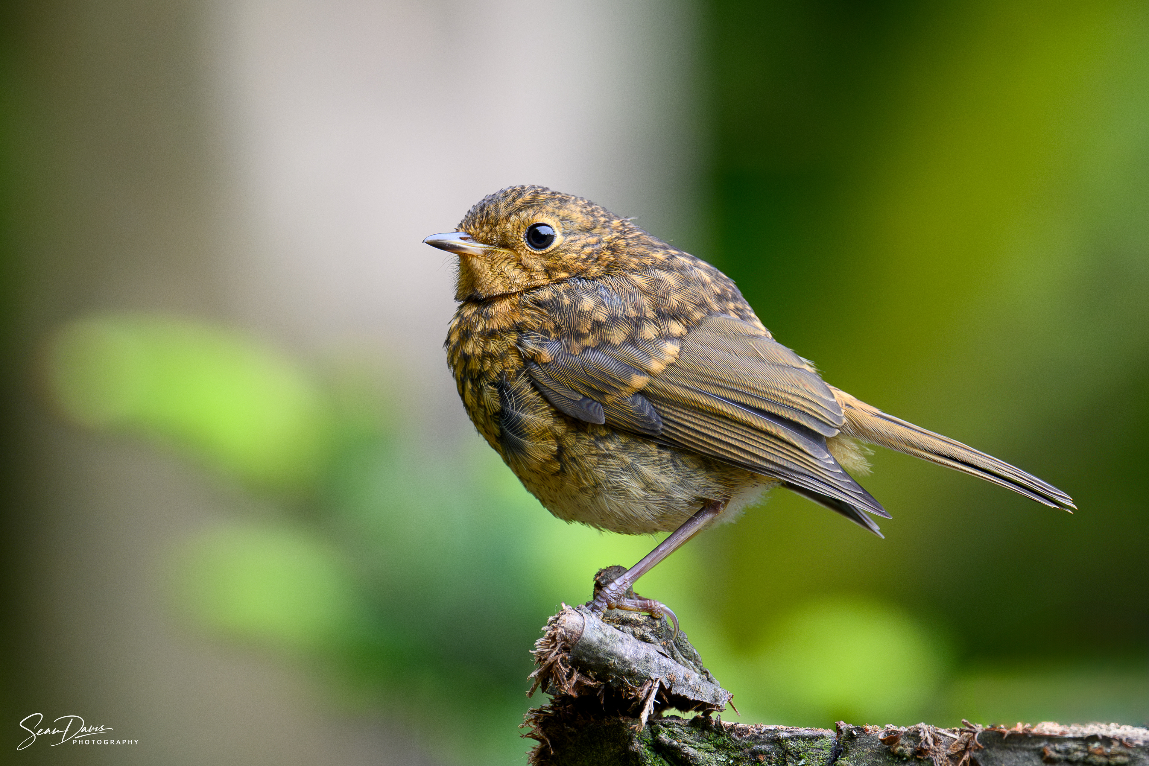 Juvenille Robin