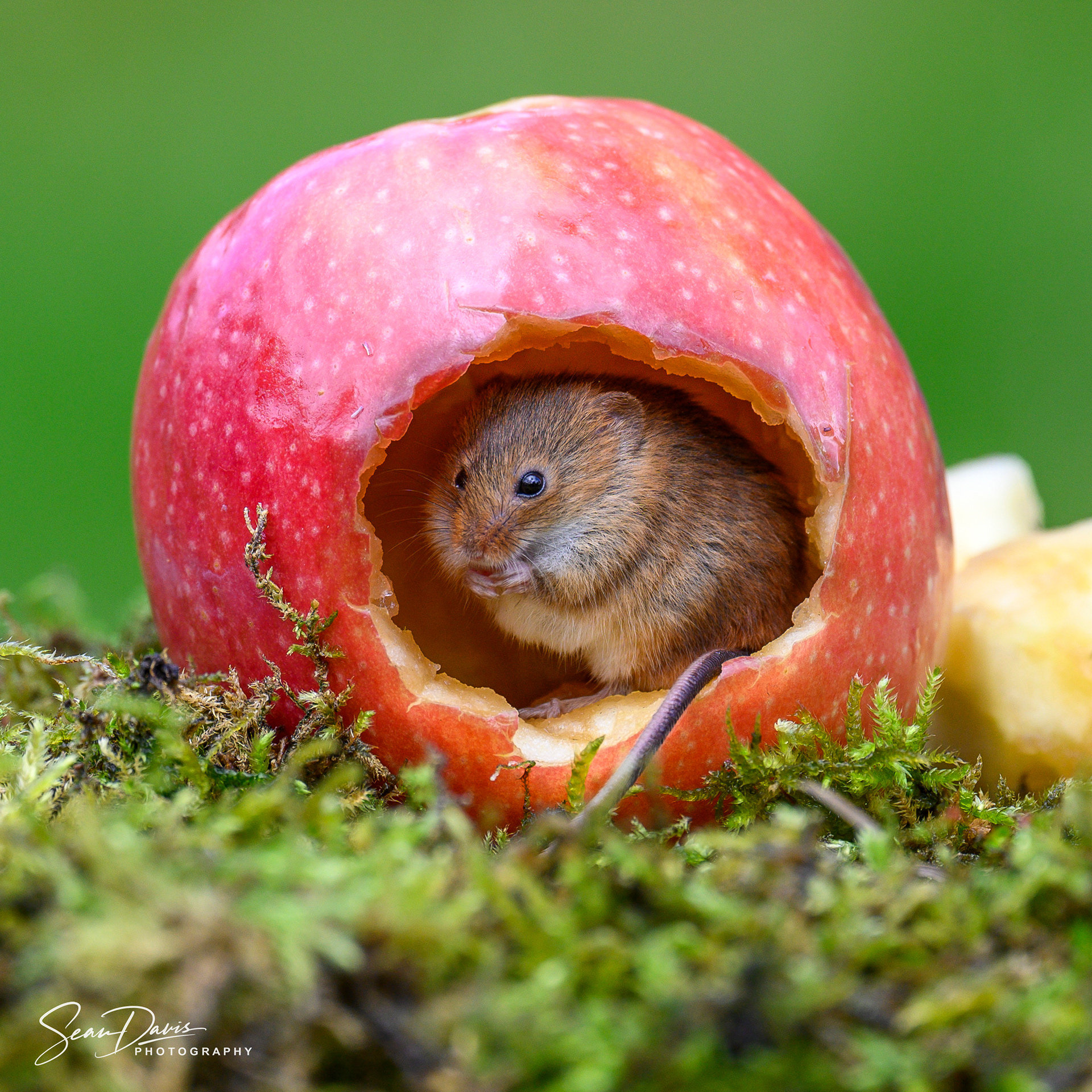 Harvest Mouse