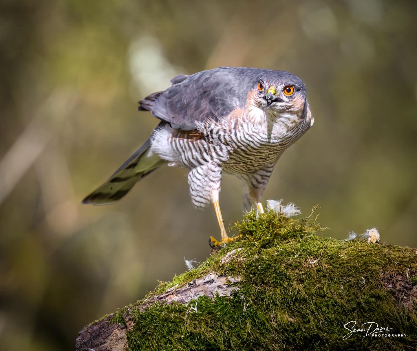 Sparrow Hawk