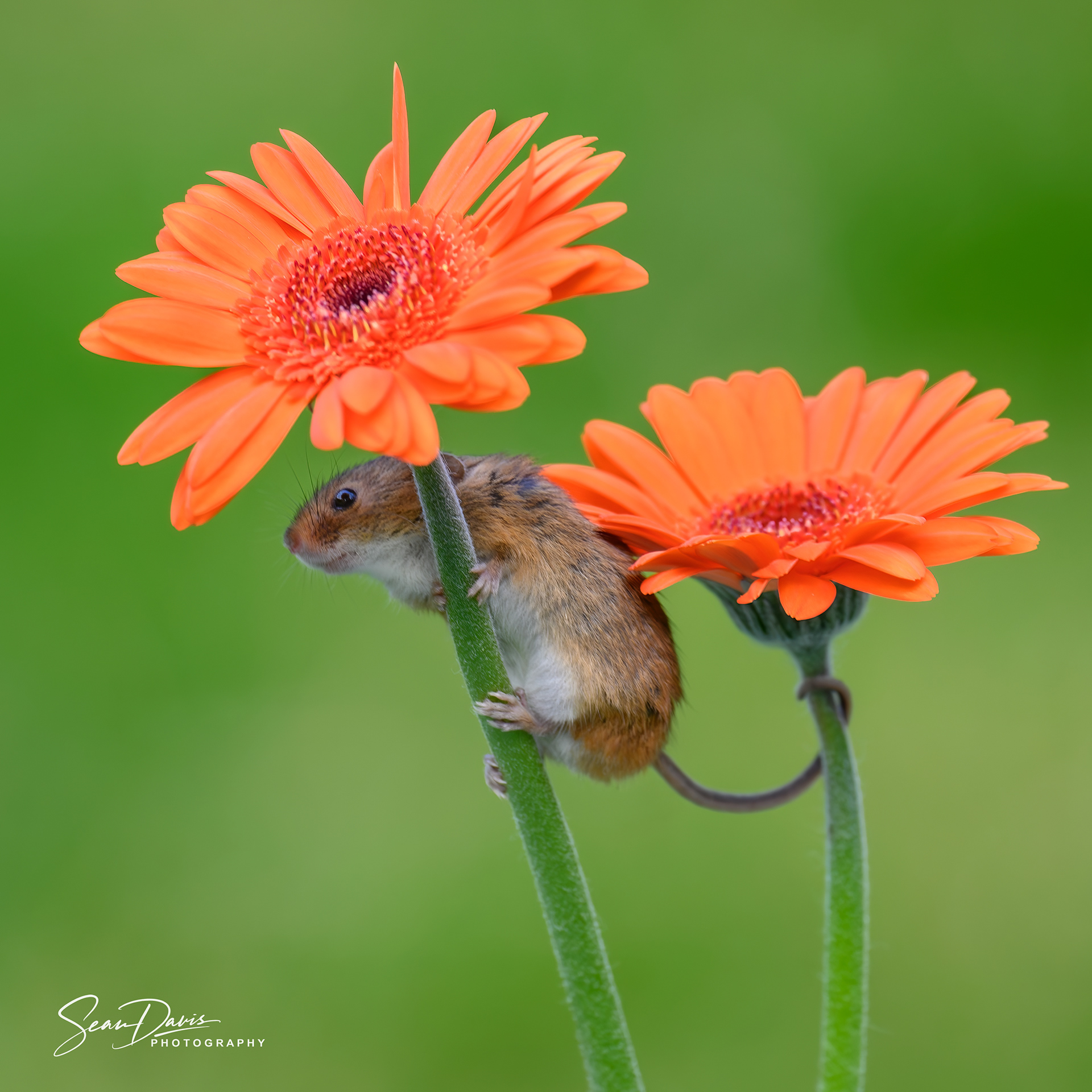 Harvest Mouse